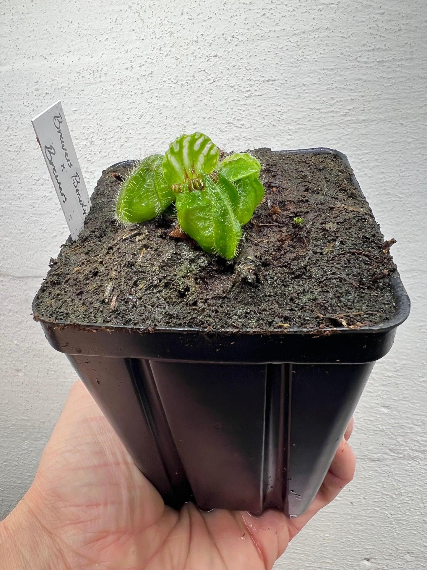 Cephalotus follicularis “Brewers Beauty” x “Brewers”