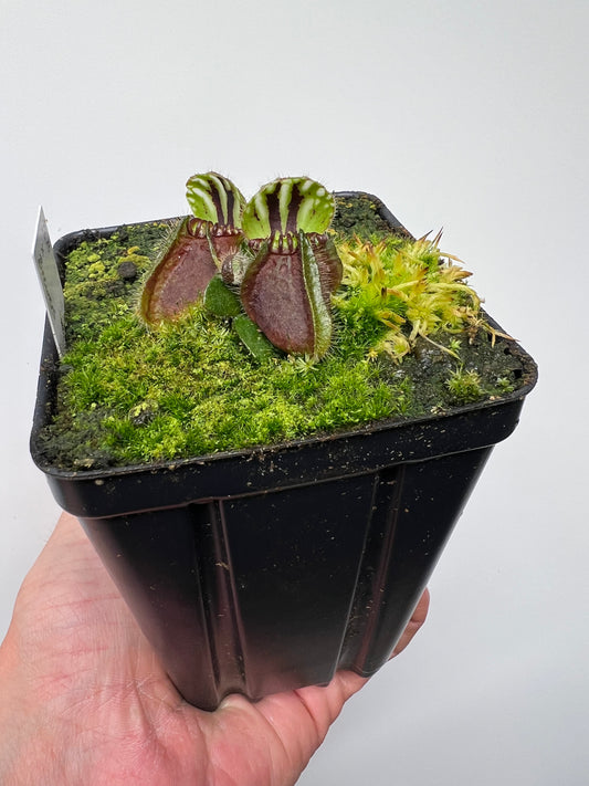 Cephalotus follicularis “Brewers Beauty” x “Brewers”