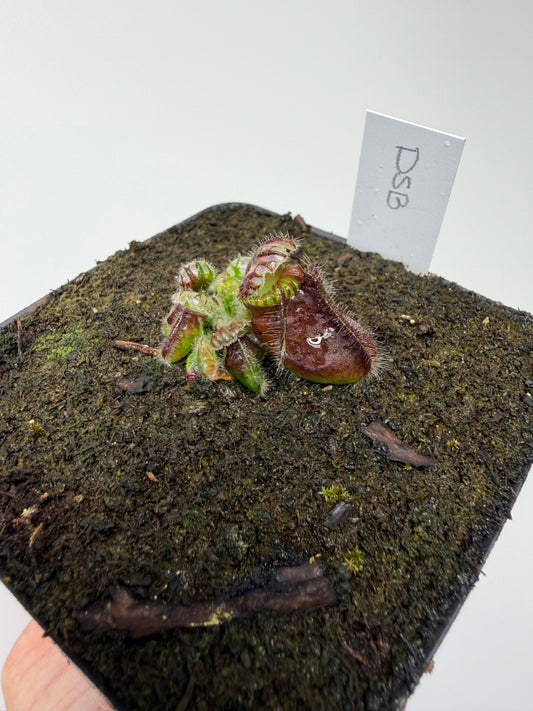 Cephalotus follicularis “David Švarc Black” - *Rare* (7)
