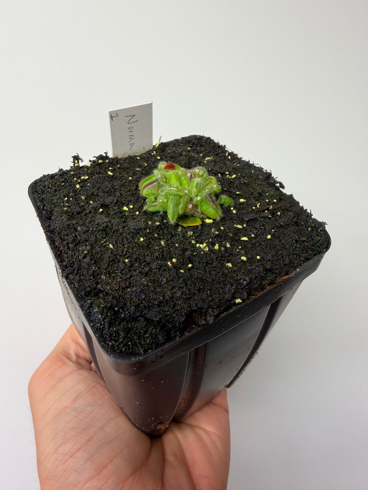 Cephalotus follicularis “Norma” #1