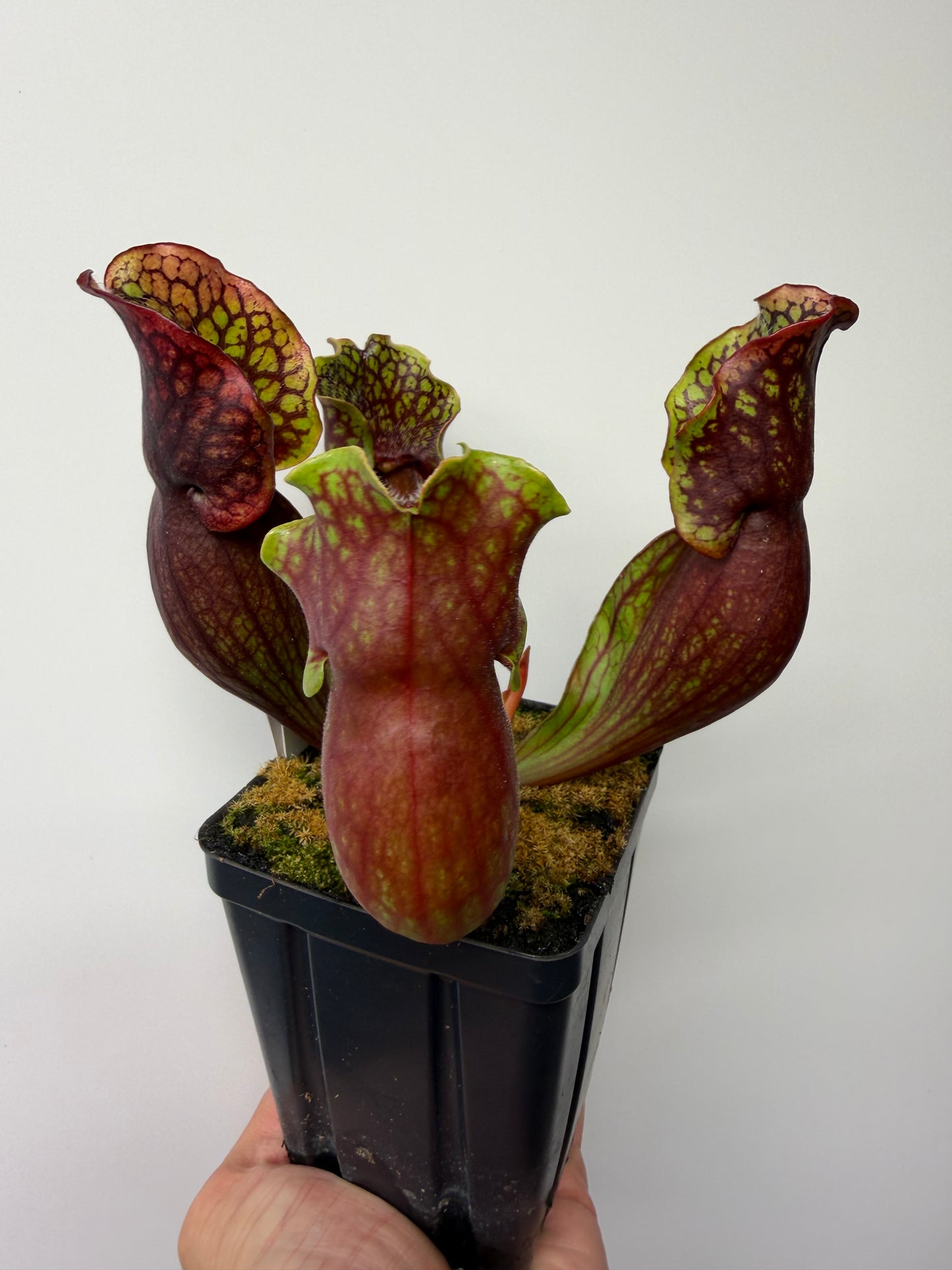 Sarracenia purpurea ssp. purpurea (Pike County, PA) - Seed Grown #16