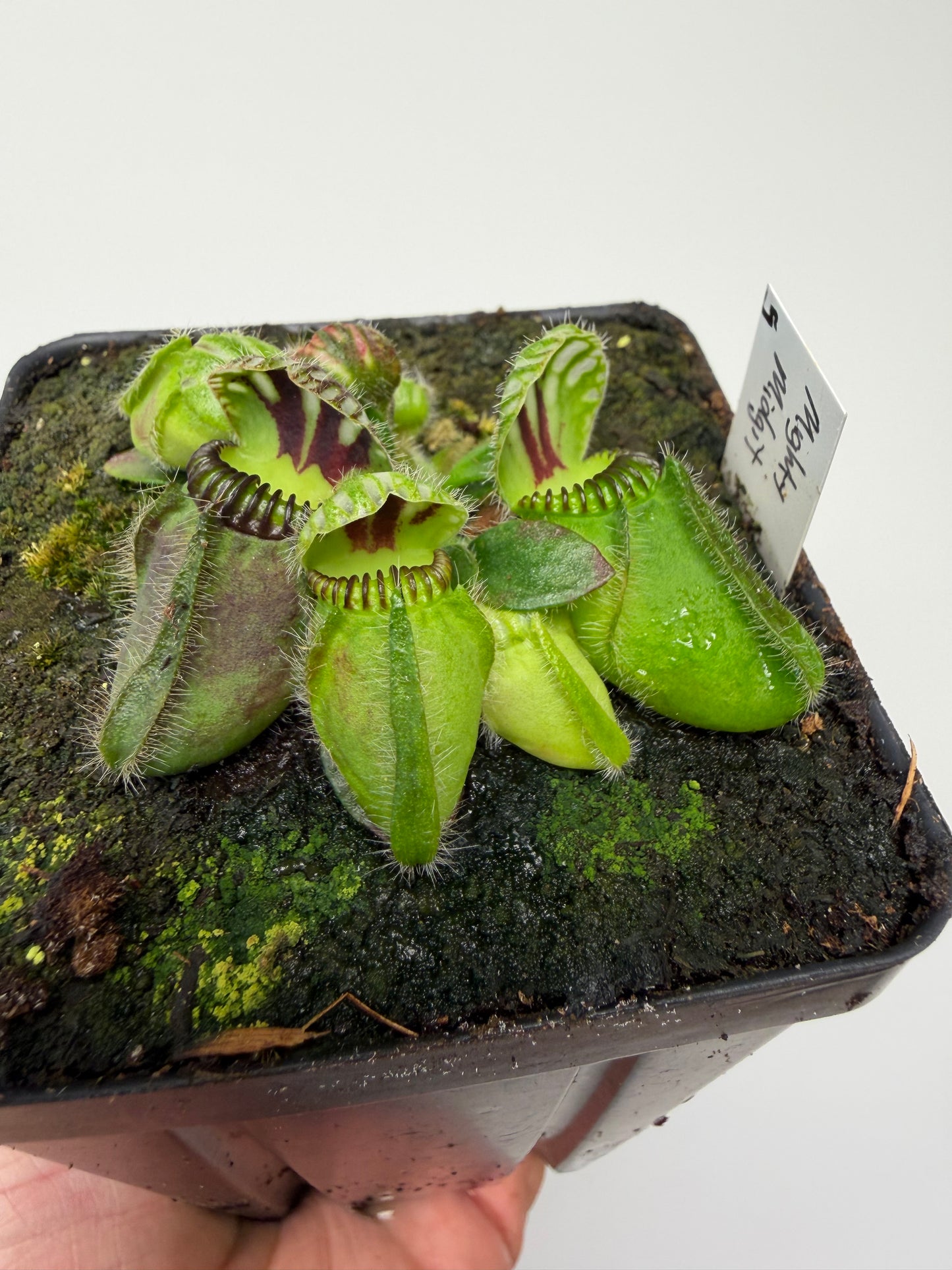 Cephalotus follicularis “Mighty Midget” - *Rare* (5)