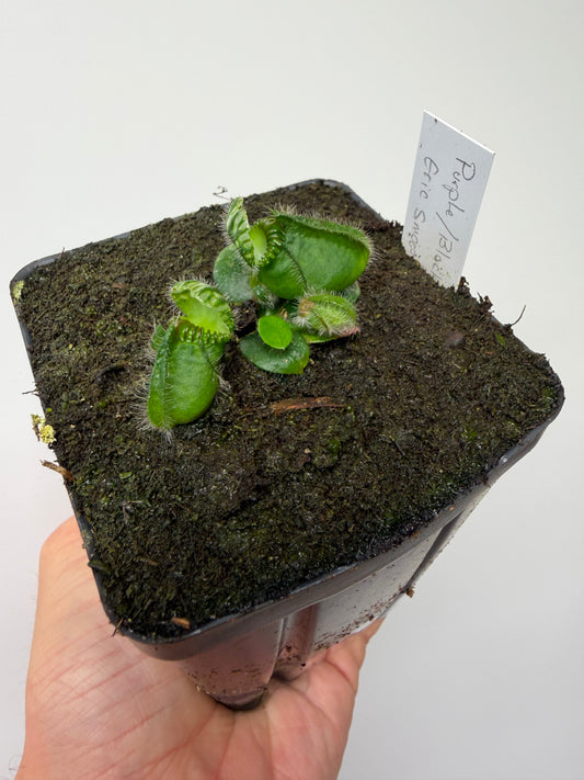 Cephalotus follicularis “Purple/Black” - Eric Smooth