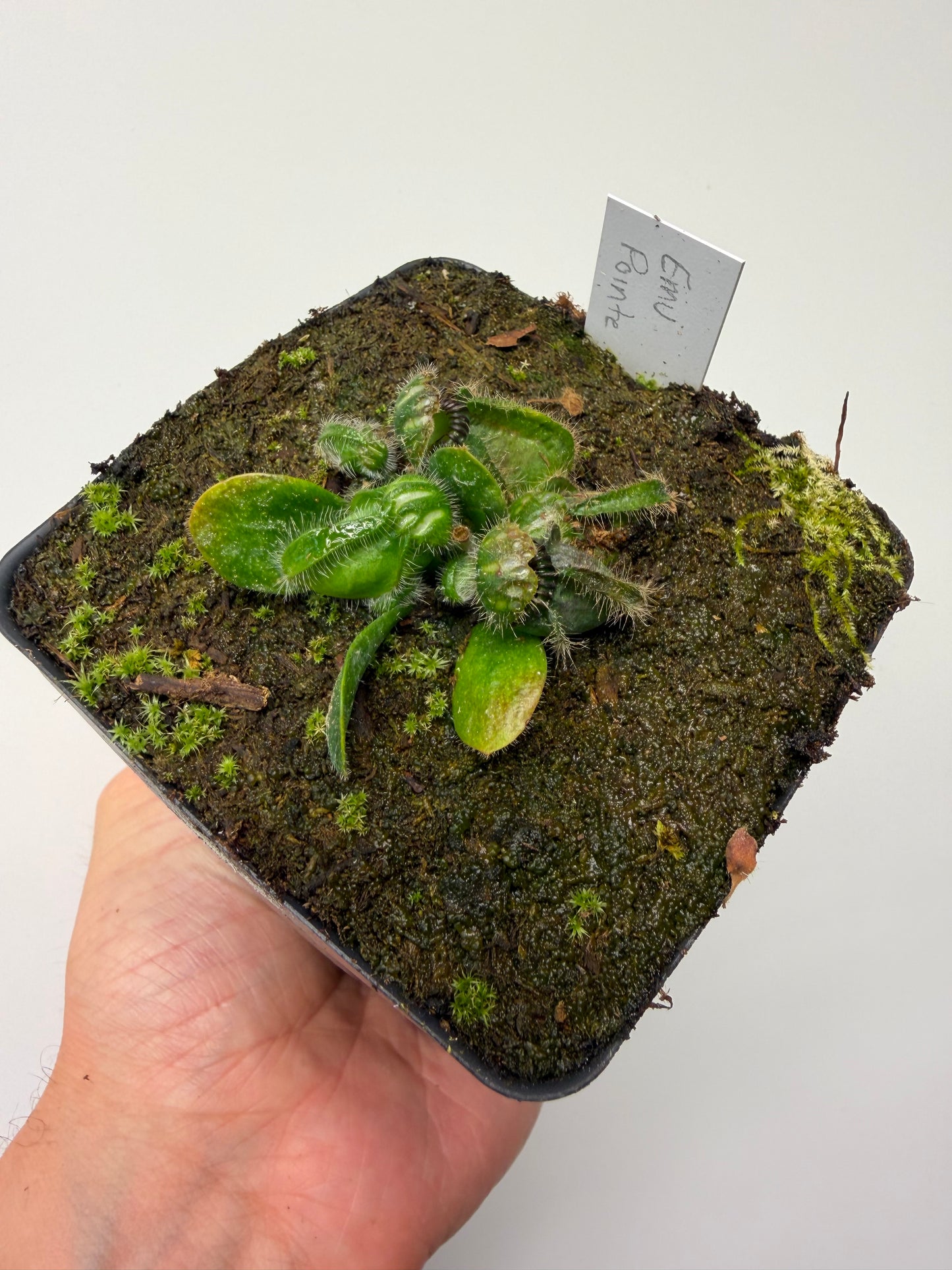 Cephalotus follicularis “Emu Pointe”