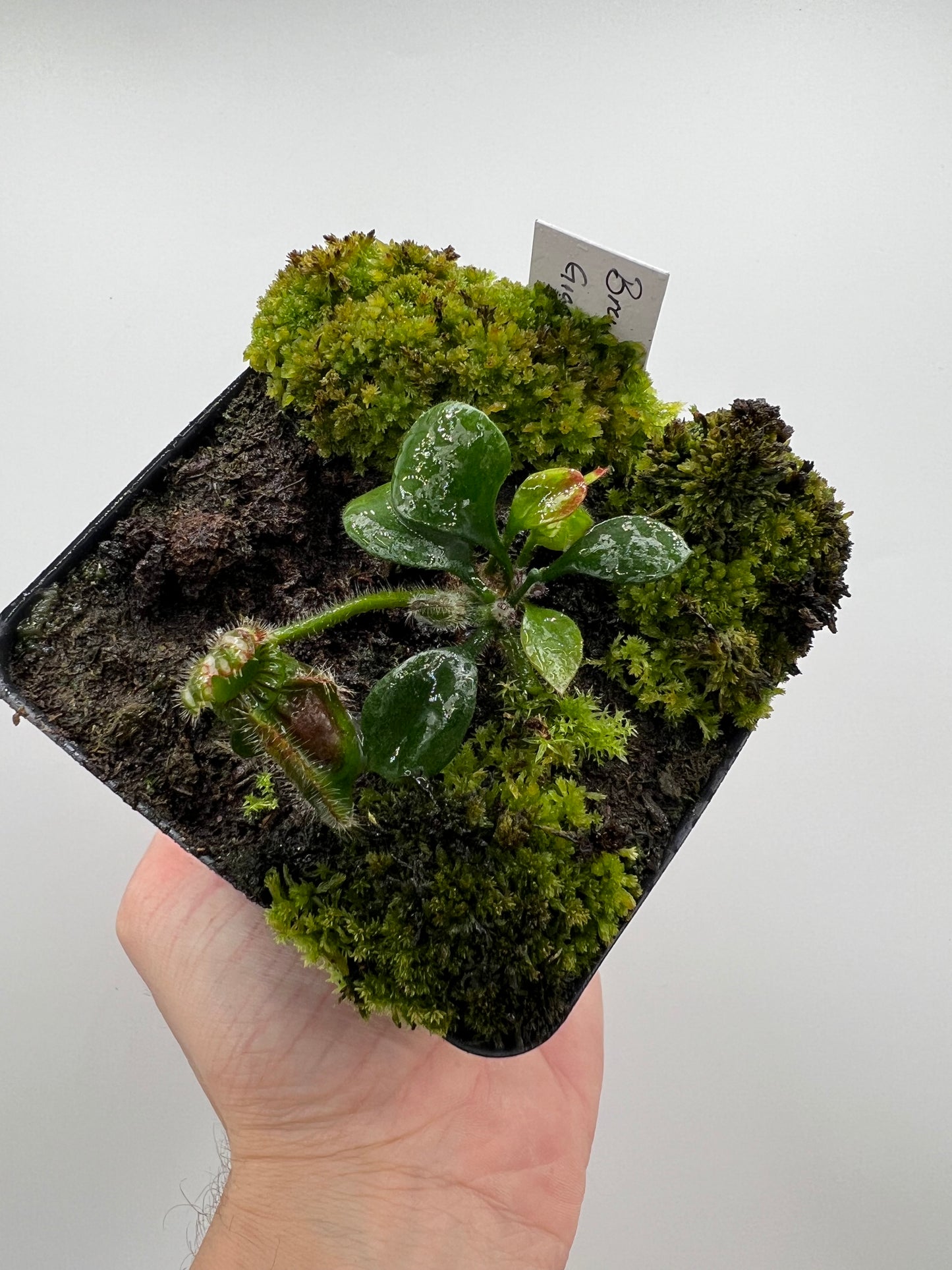 Cephalotus follicularis “Brewers Giant”