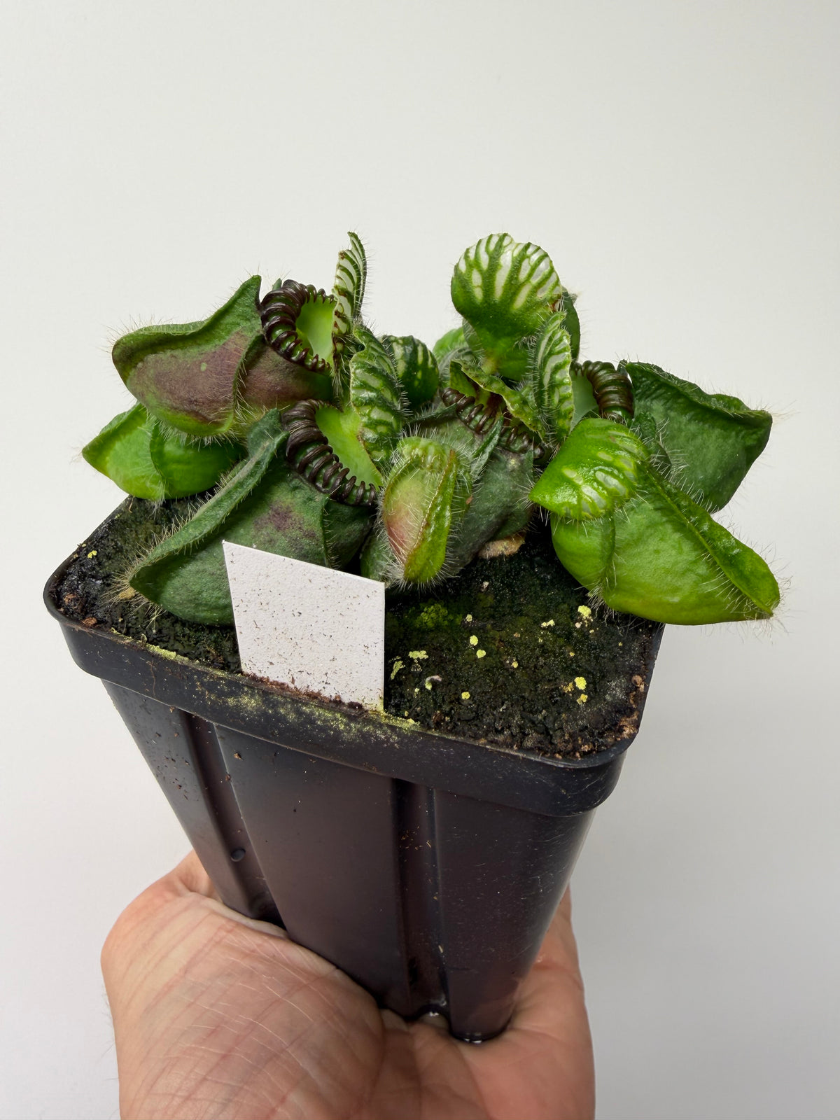 Cephalotus follicularis “Broke Inlet” #2