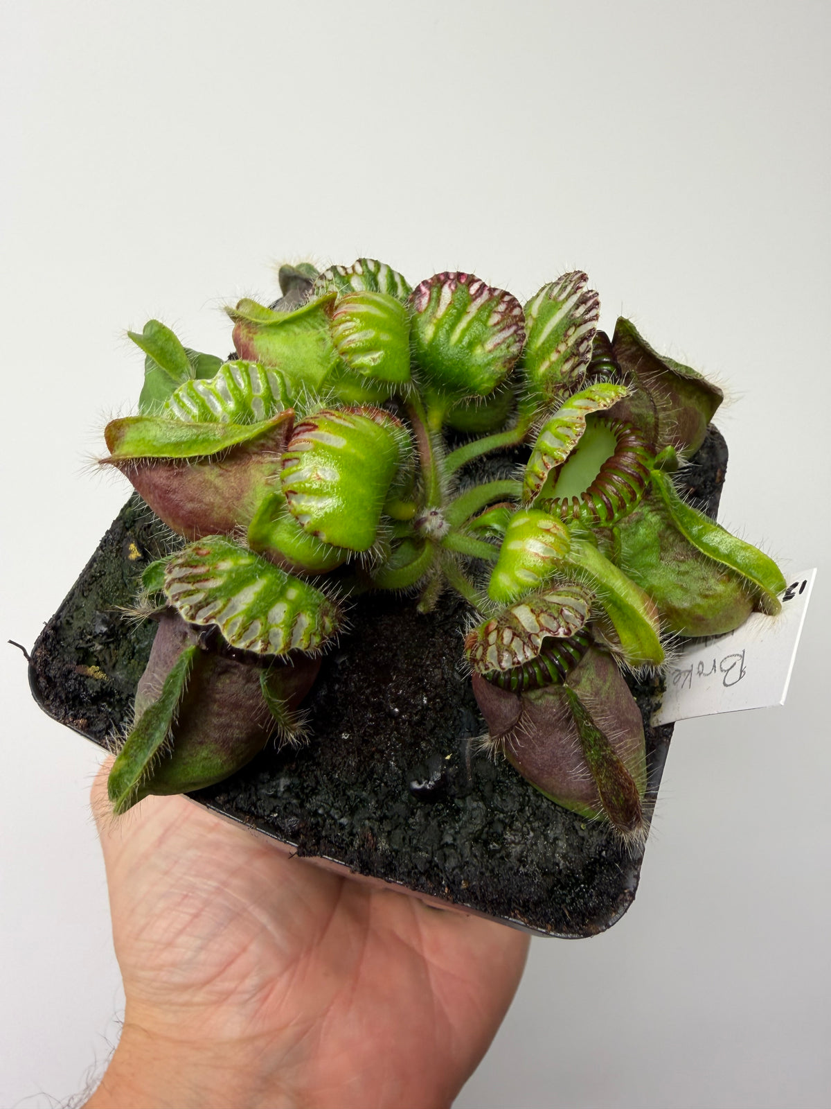 Cephalotus follicularis “Broke Inlet” #13