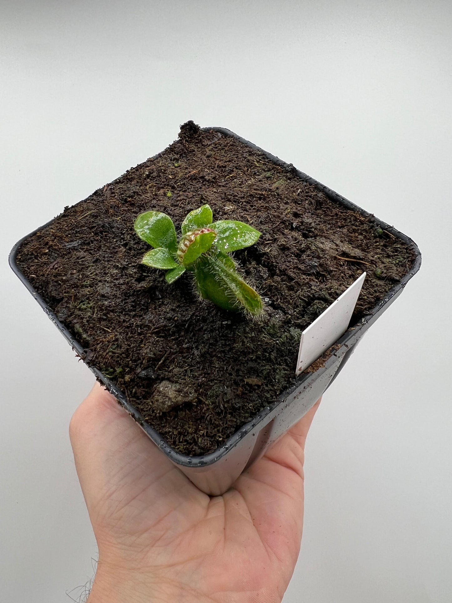 Cephalotus follicularis “Norma”