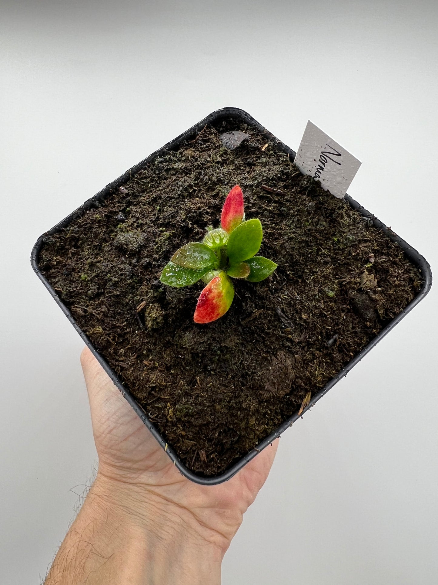 Cephalotus follicularis “Norma”