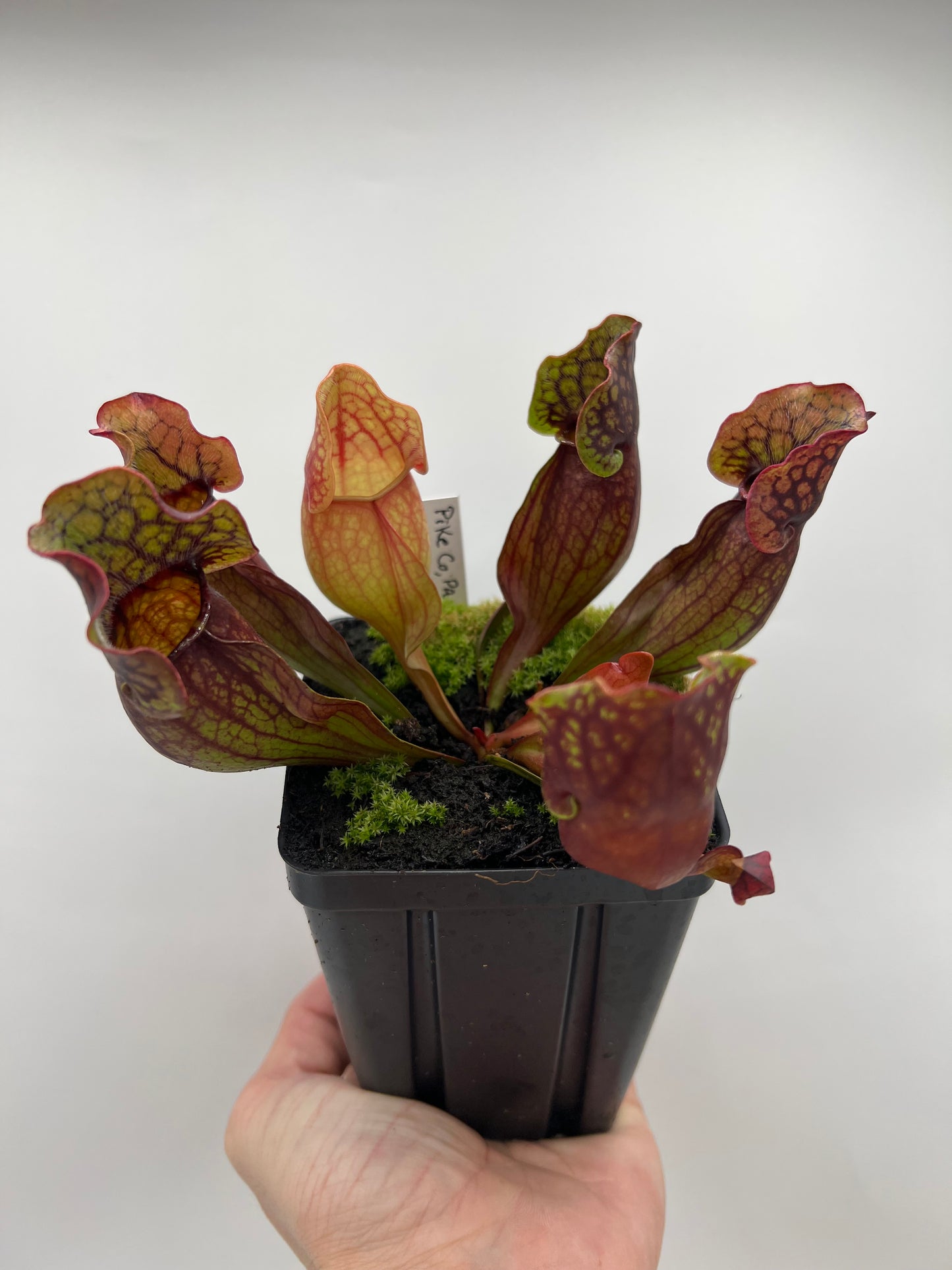 Sarracenia purpurea ssp. purpurea (Pike County, PA) - *Rare* - Seed Grown #4