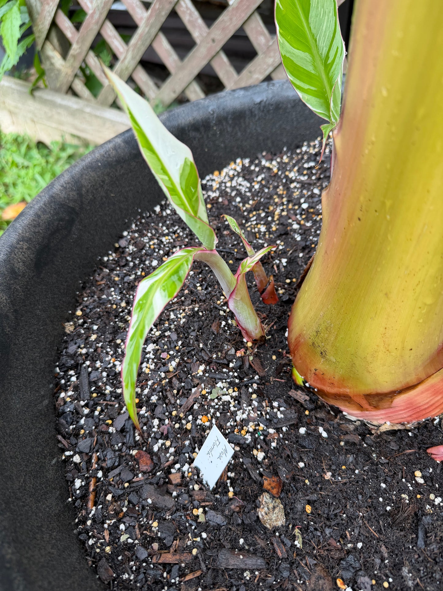 Musa florida - Rare White Variegated Banana (not from TC)
