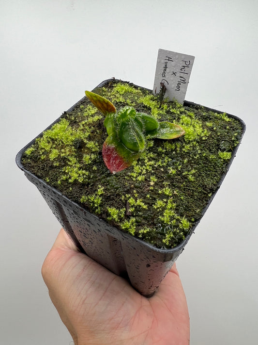 Cephalotus follicularis “Phil Mann” x “Hummers Giant”