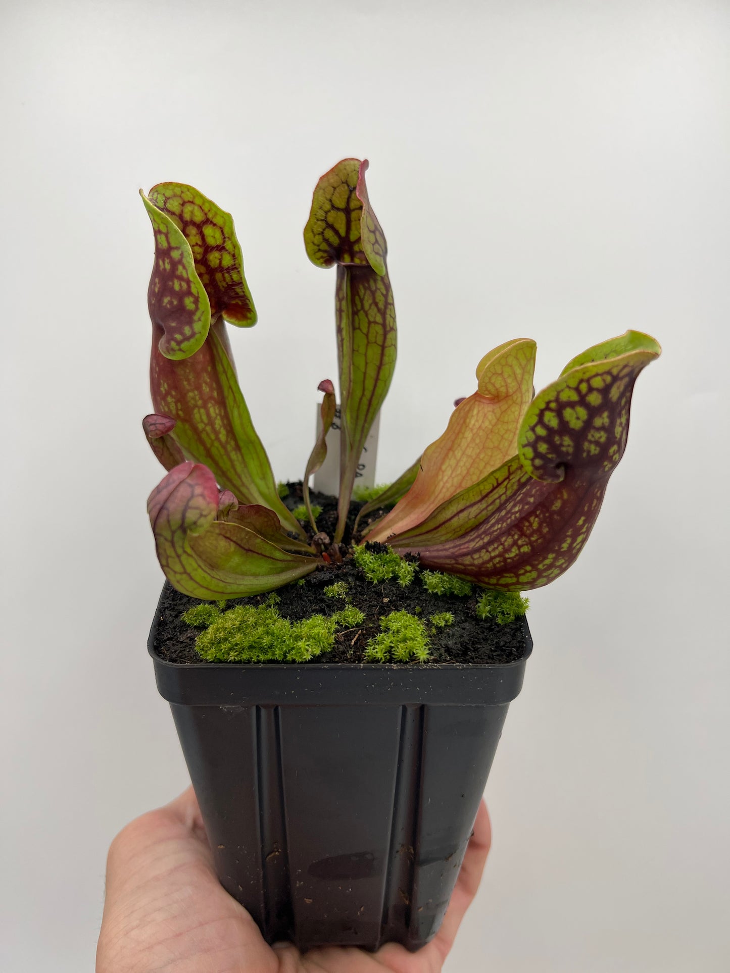 Sarracenia purpurea ssp. purpurea (Pike County, PA) - *Rare* - Seed Grown #3