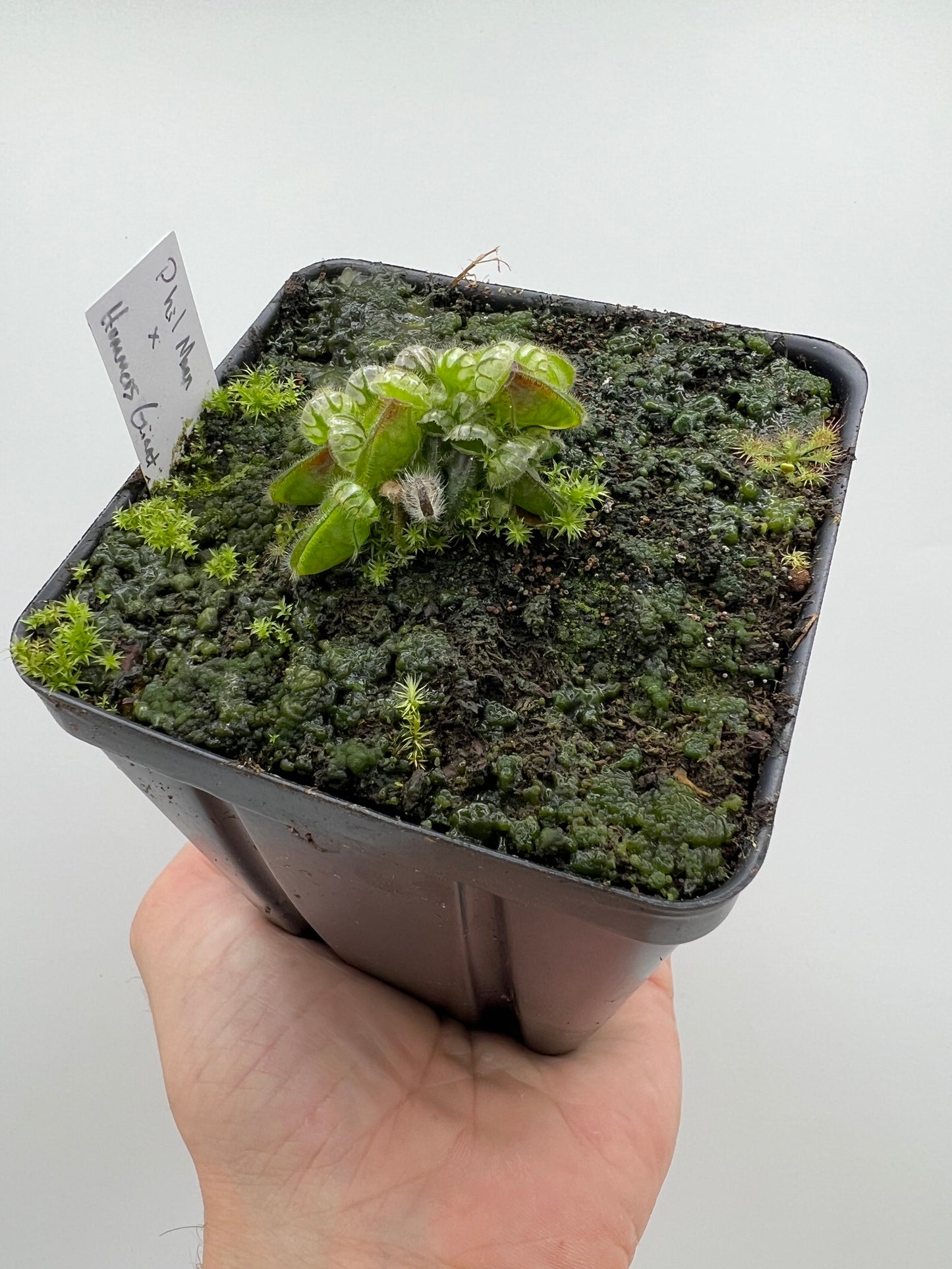 Cephalotus follicularis “Phil Mann” x “Hummers Giant”