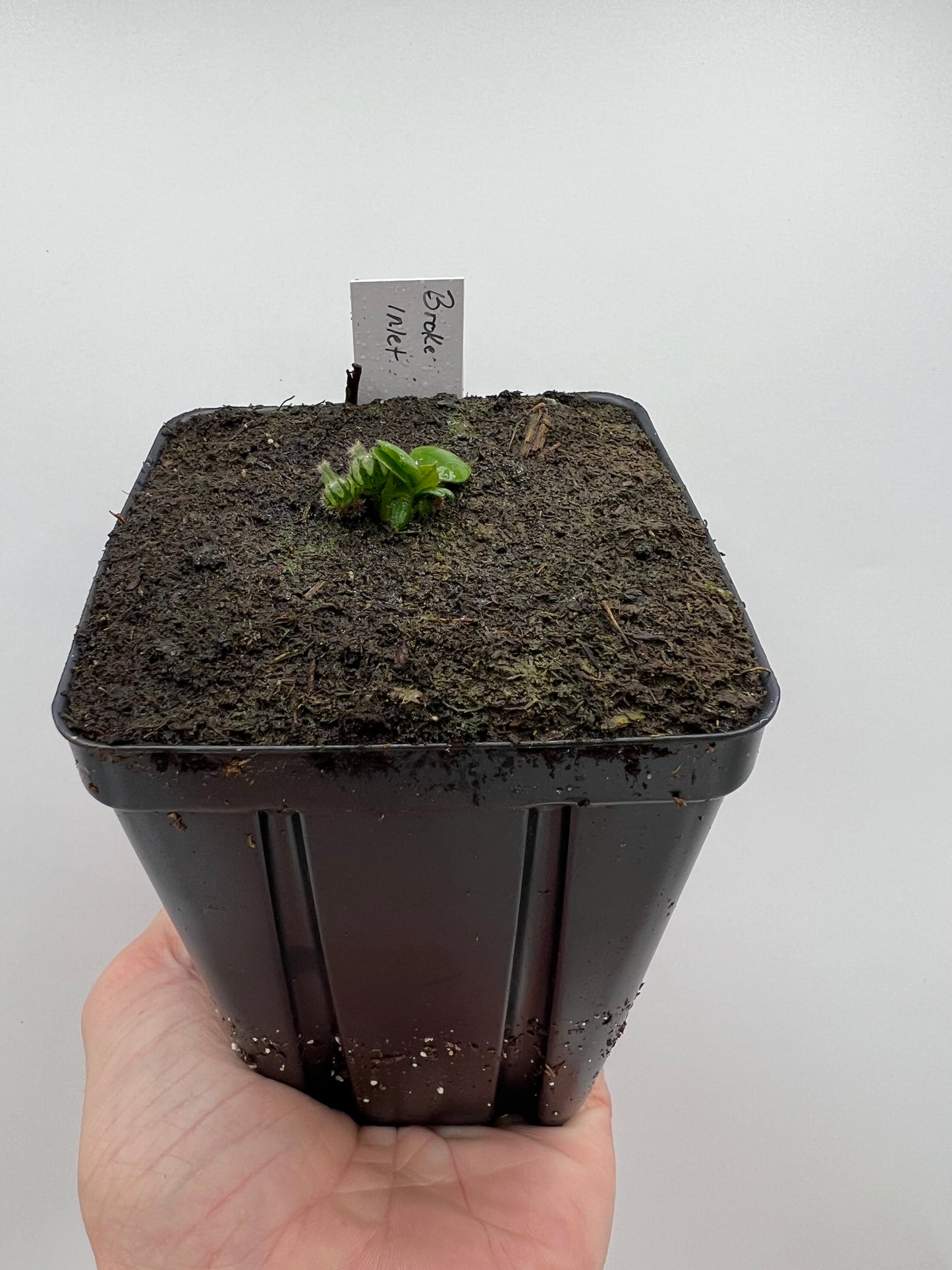 Cephalotus follicularis “Broke Inlet”