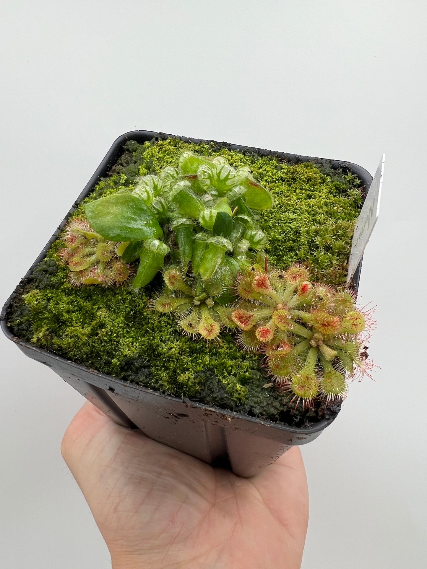 Cephalotus follicularis “Norma”