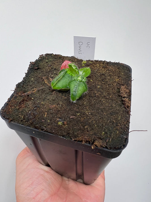 Cephalotus follicularis “UC Davis”