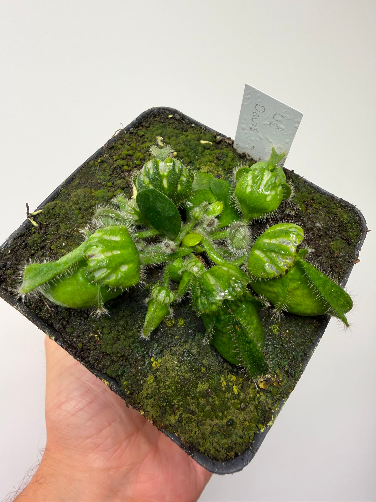 Cephalotus follicularis “UC Davis”