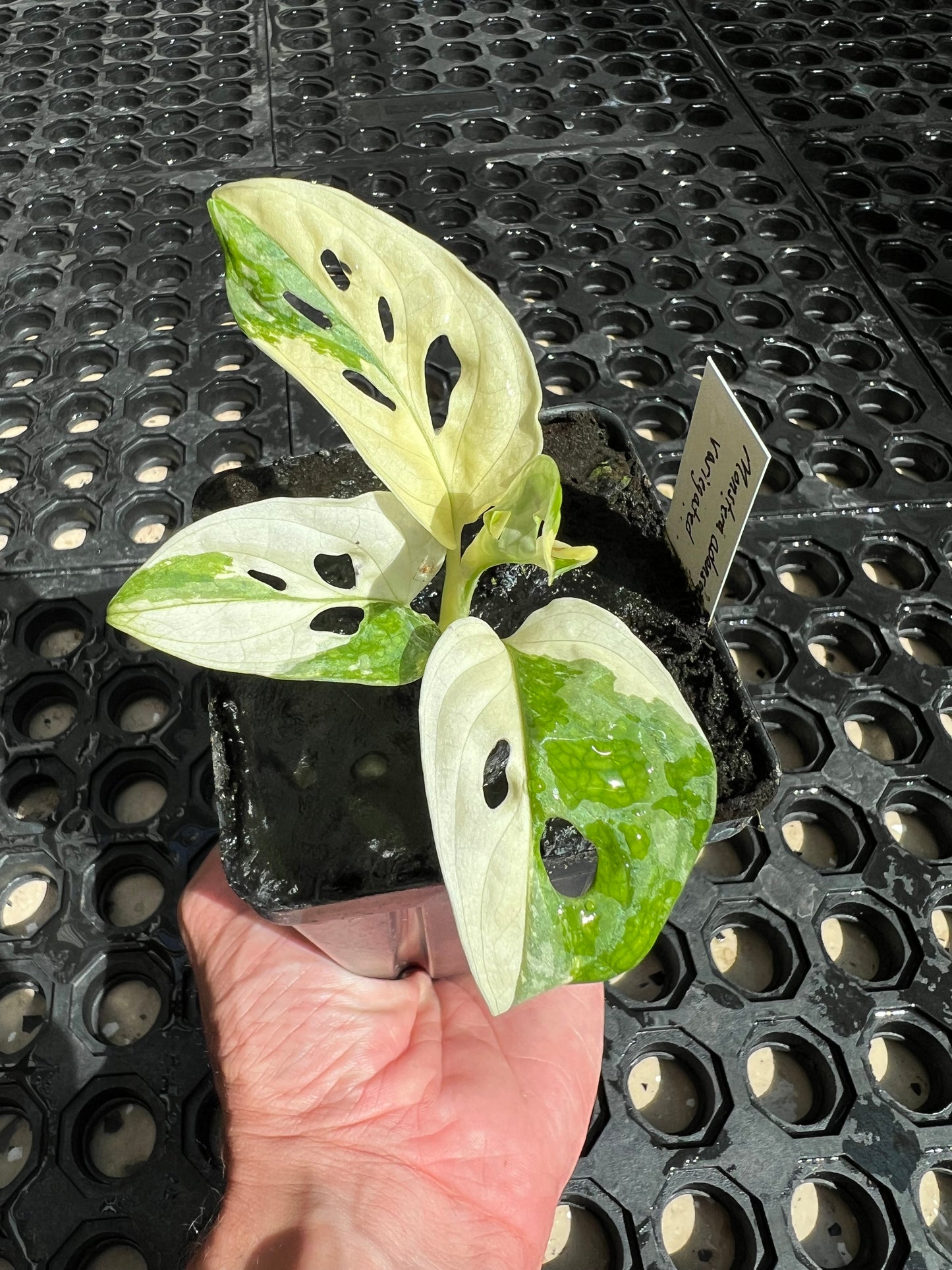 Monstera adansonii “Tricolor” LC
