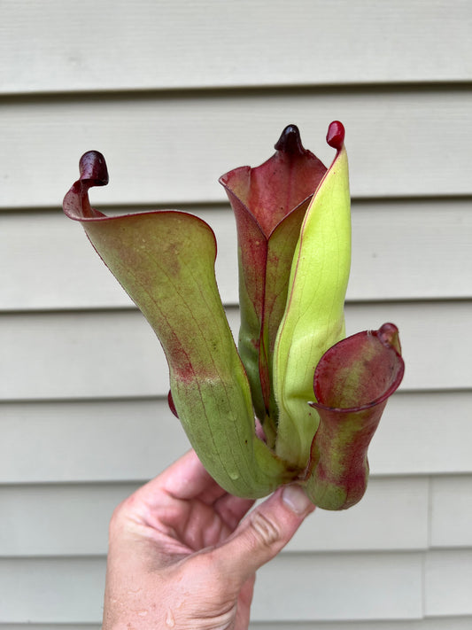 Heliamphora tatei x folliculata (California Carnivores clone) - Fresh Division (D)