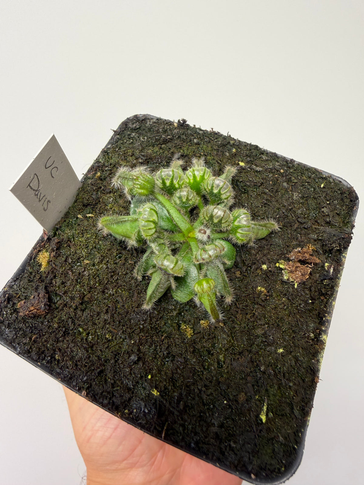 Cephalotus follicularis “UC Davis”