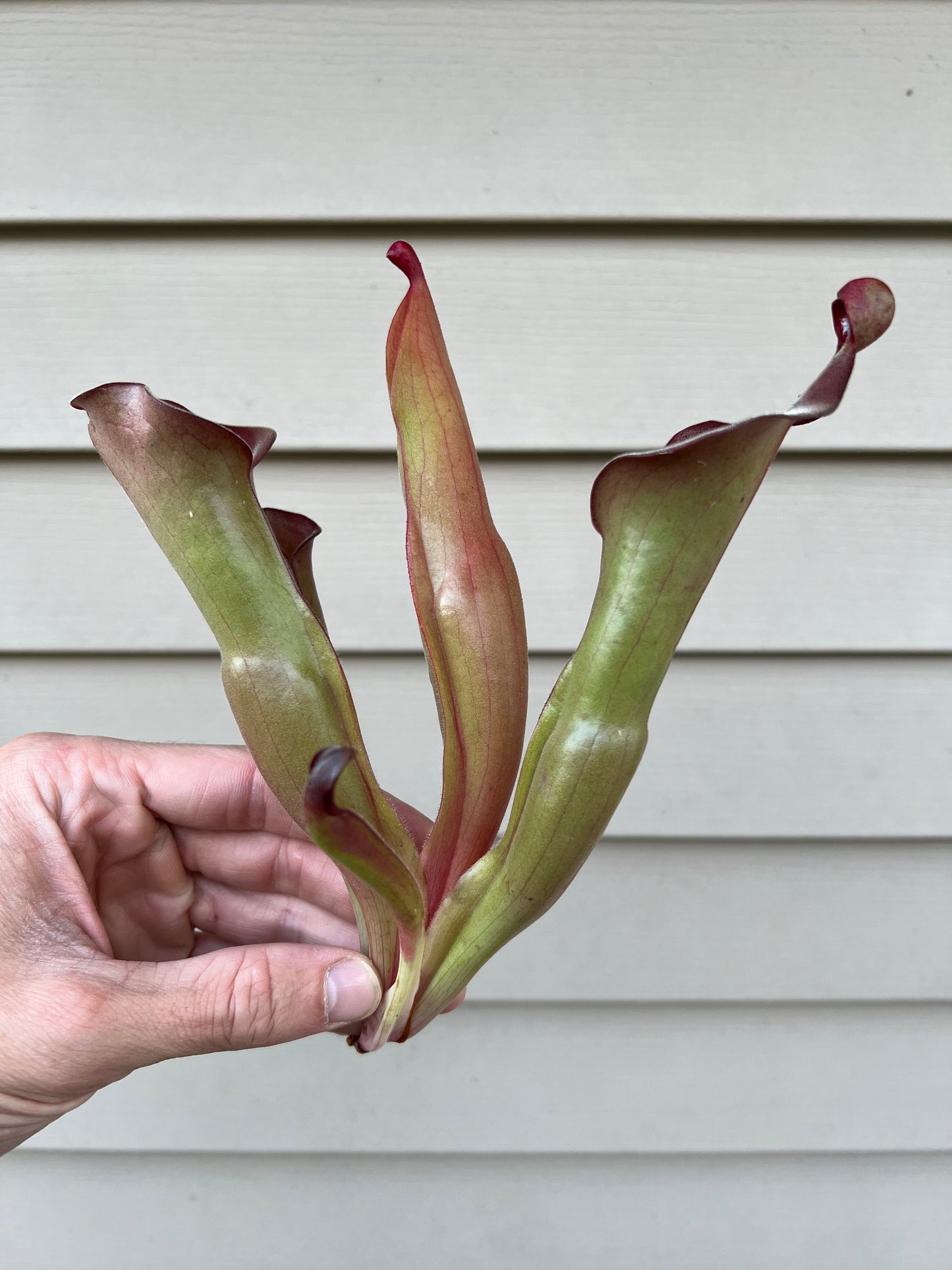Heliamphora “Nutans Giant” x (tatei x folliculata) SG 8.14.19 LC1 - Division D
