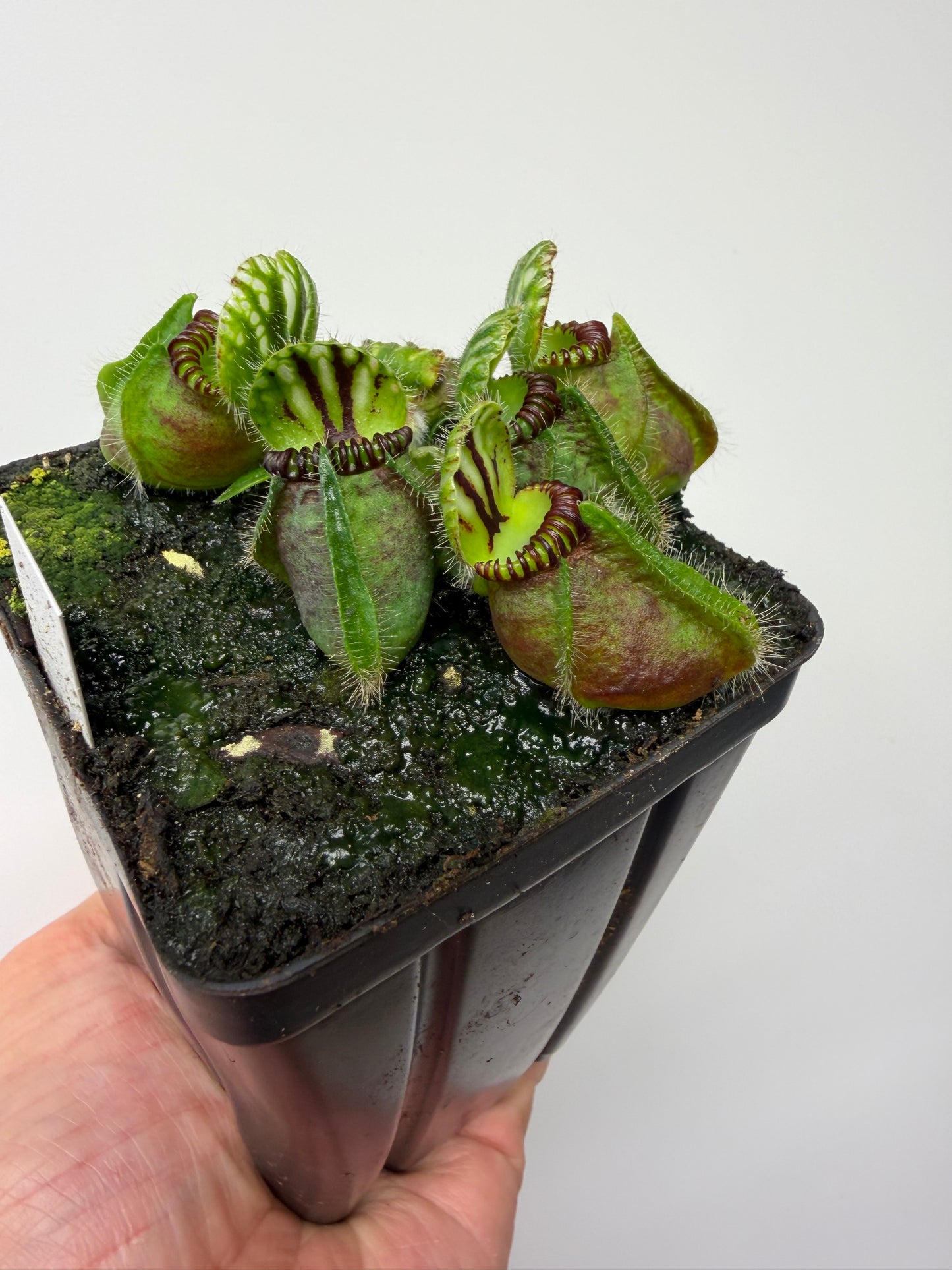 Cephalotus follicularis “Broke Inlet” (1)