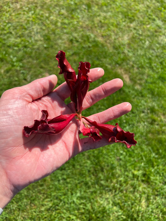 Sarracenia purpurea ‘Brunswick Beauty’ - Fresh Division