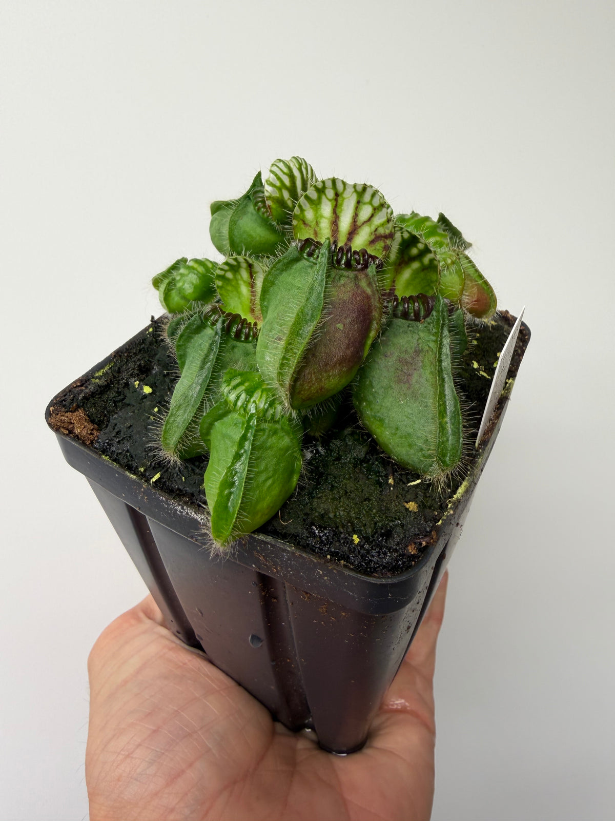Cephalotus follicularis “Broke Inlet” #2