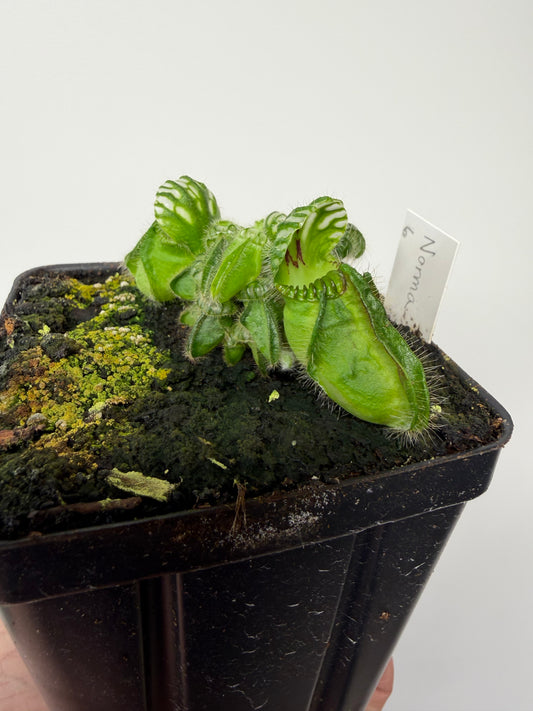 Cephalotus follicularis “Norma” #6