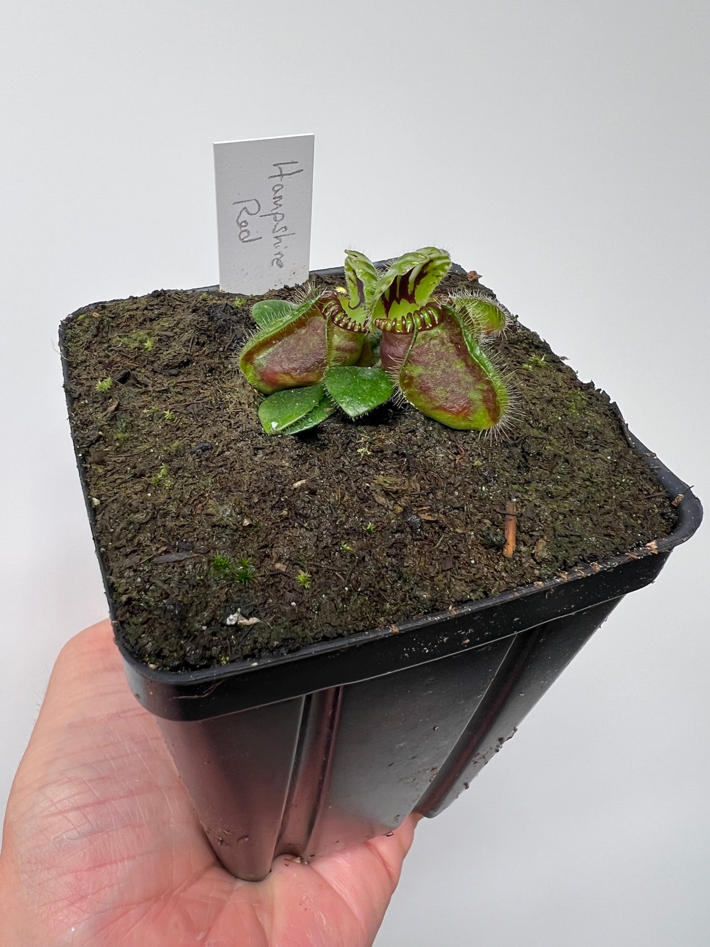Cephalotus follicularis “Hampshire Red”
