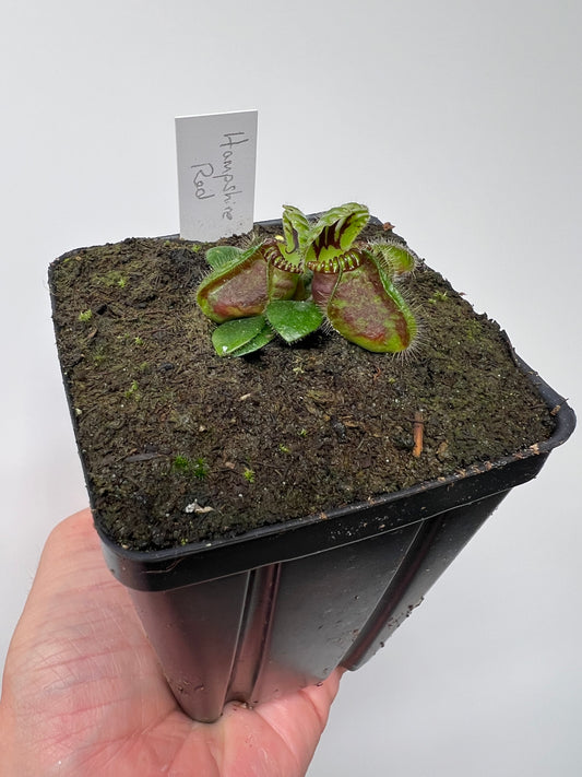 Cephalotus follicularis “Hampshire Red”
