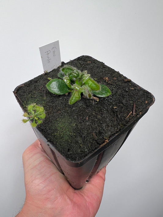 Cephalotus follicularis “Emu Pointe”