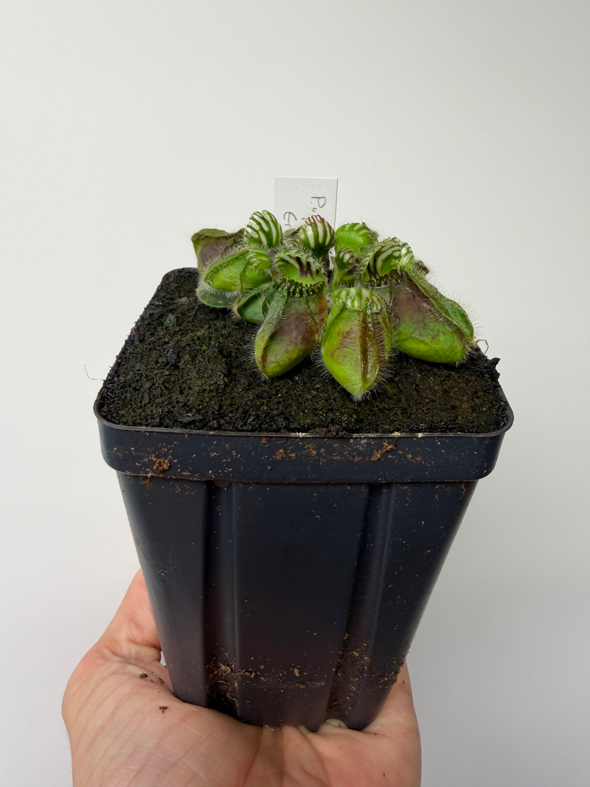 Cephalotus follicularis “Purple/Black” - Eric Smooth #2