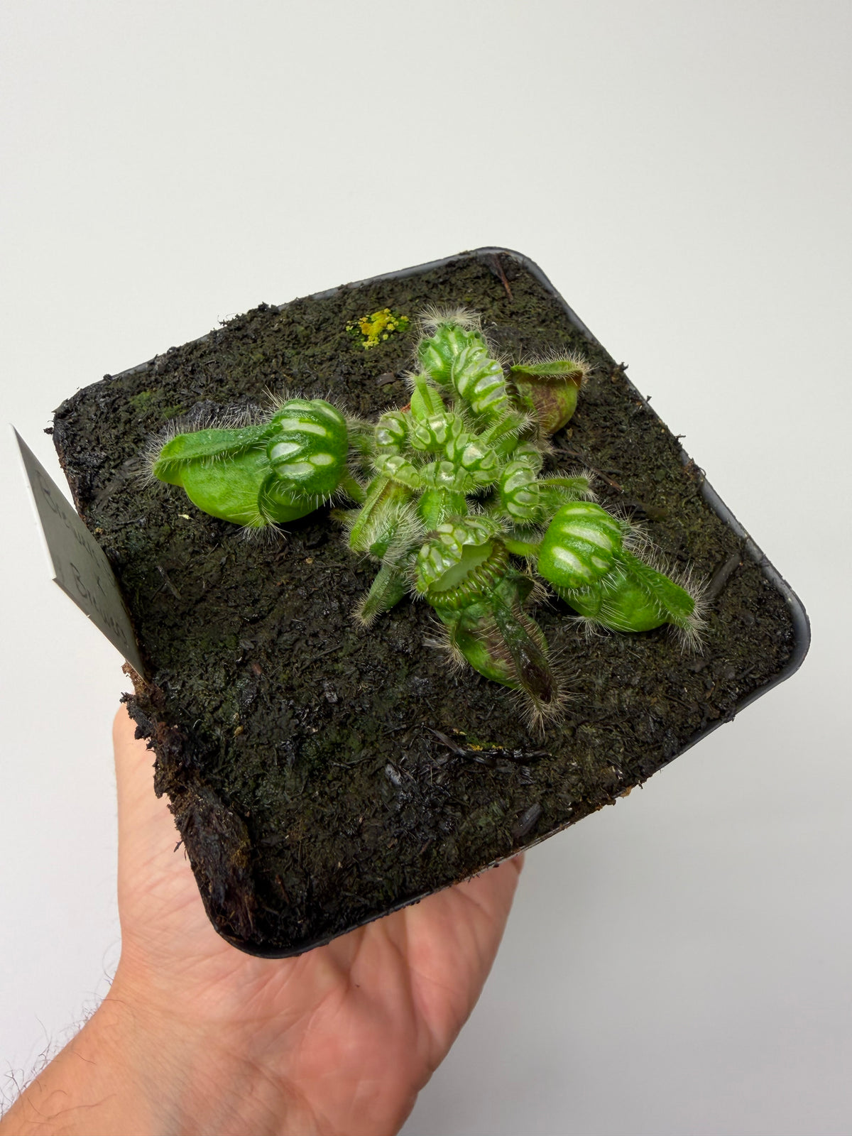 Cephalotus follicularis “Brewers Beauty” x “Brewers” #4