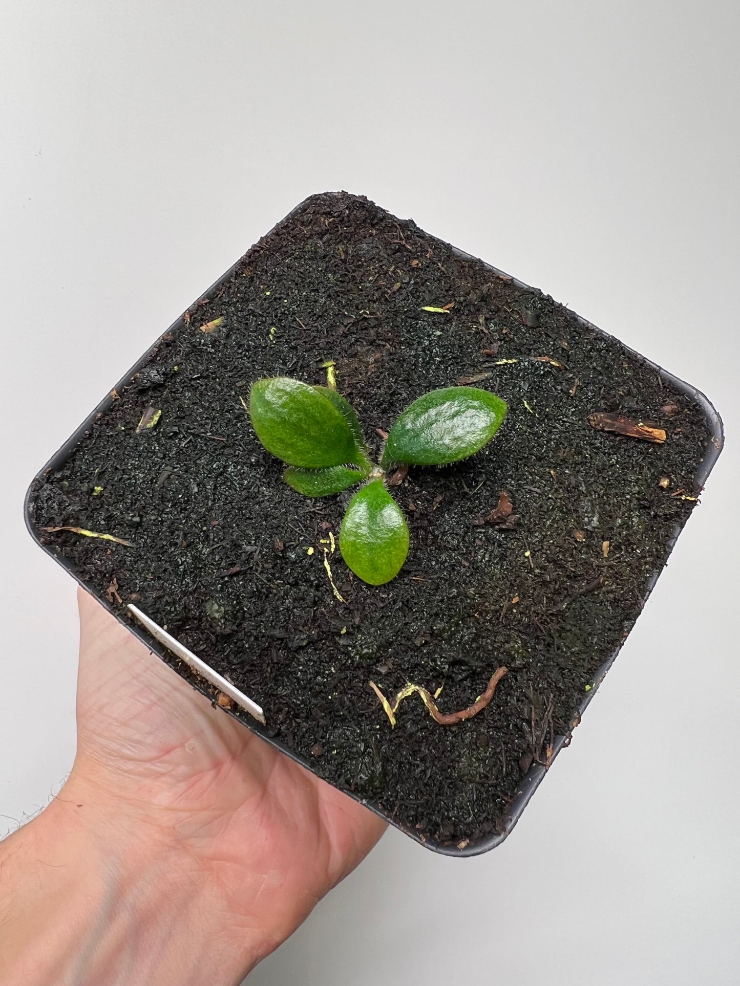 Cephalotus follicularis “David Švarc Black” - *Rare*
