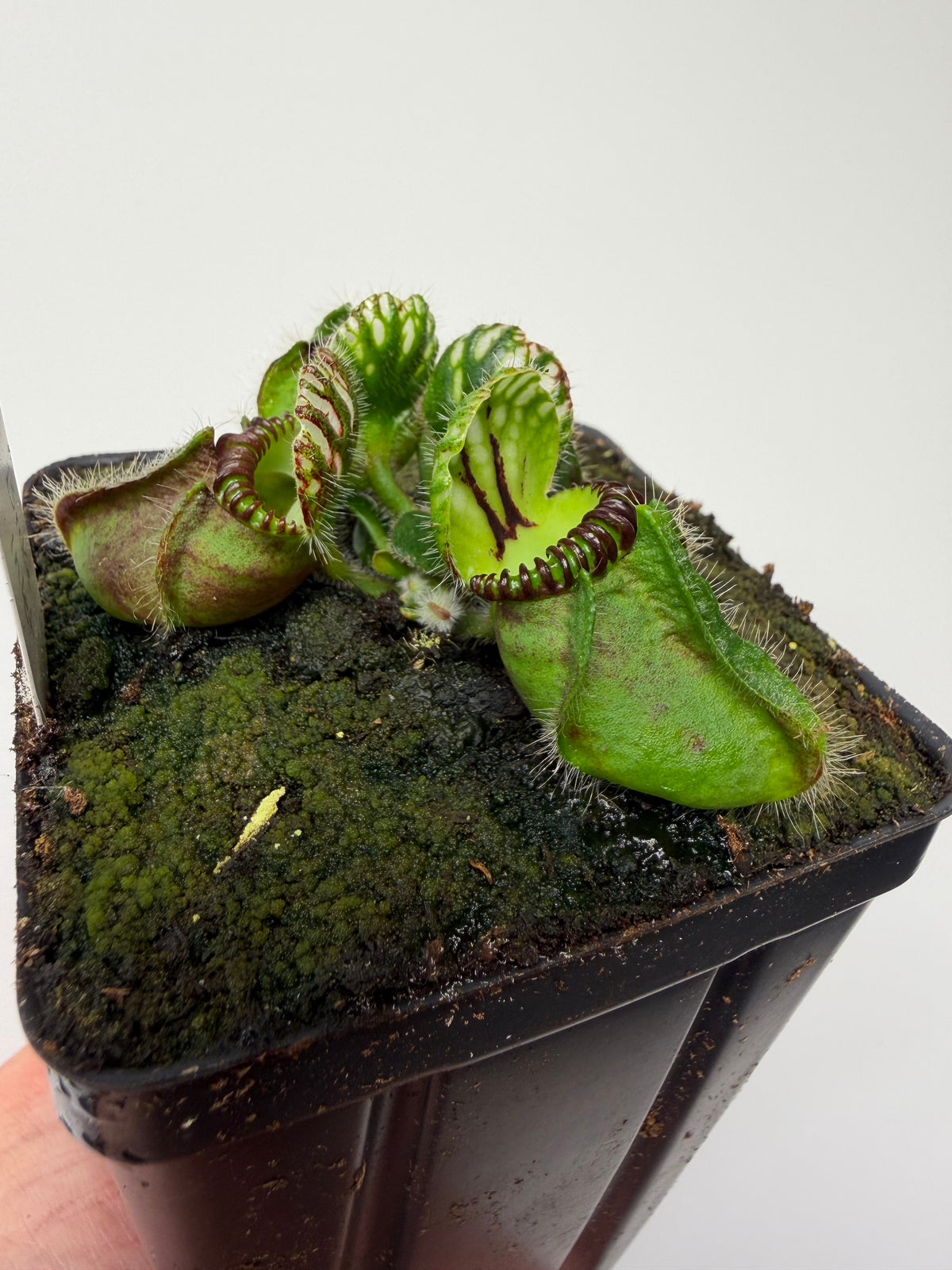 Cephalotus follicularis “Broke Inlet” (8)