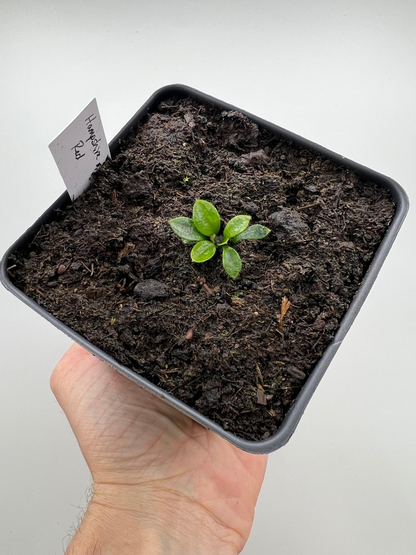 Cephalotus follicularis “Hampshire Red”