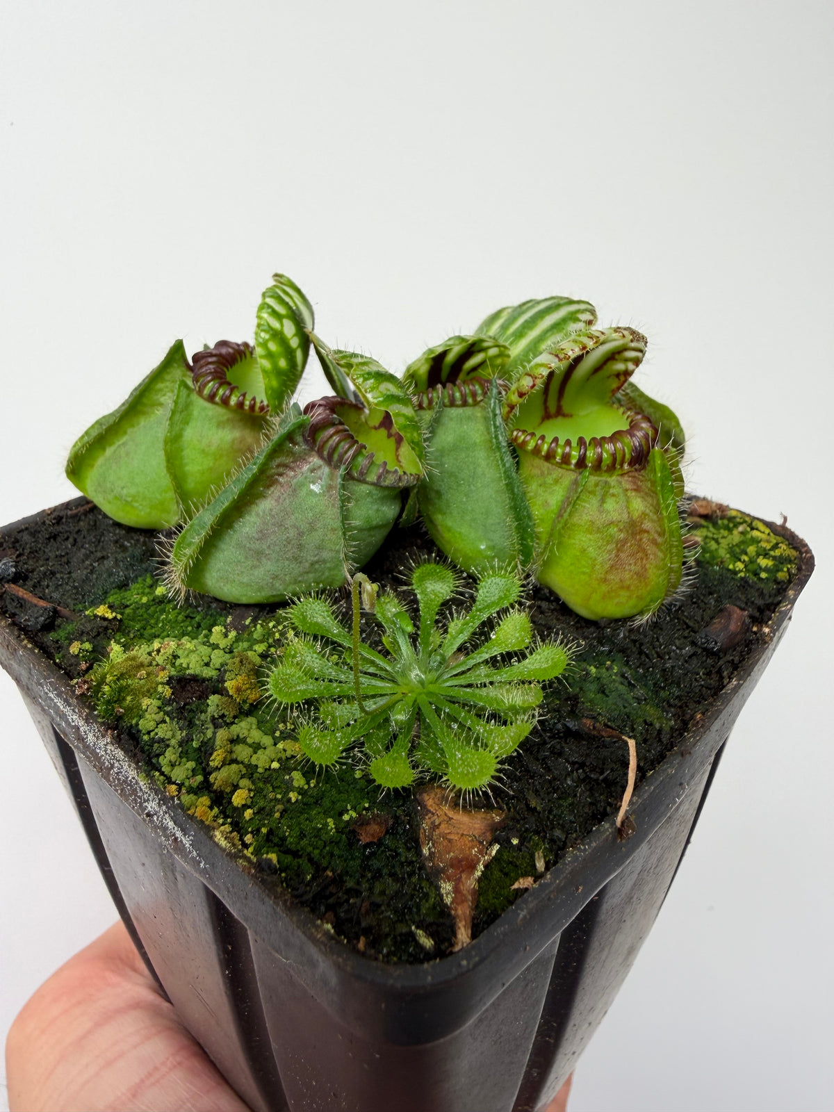 Cephalotus follicularis “Broke Inlet” (12)