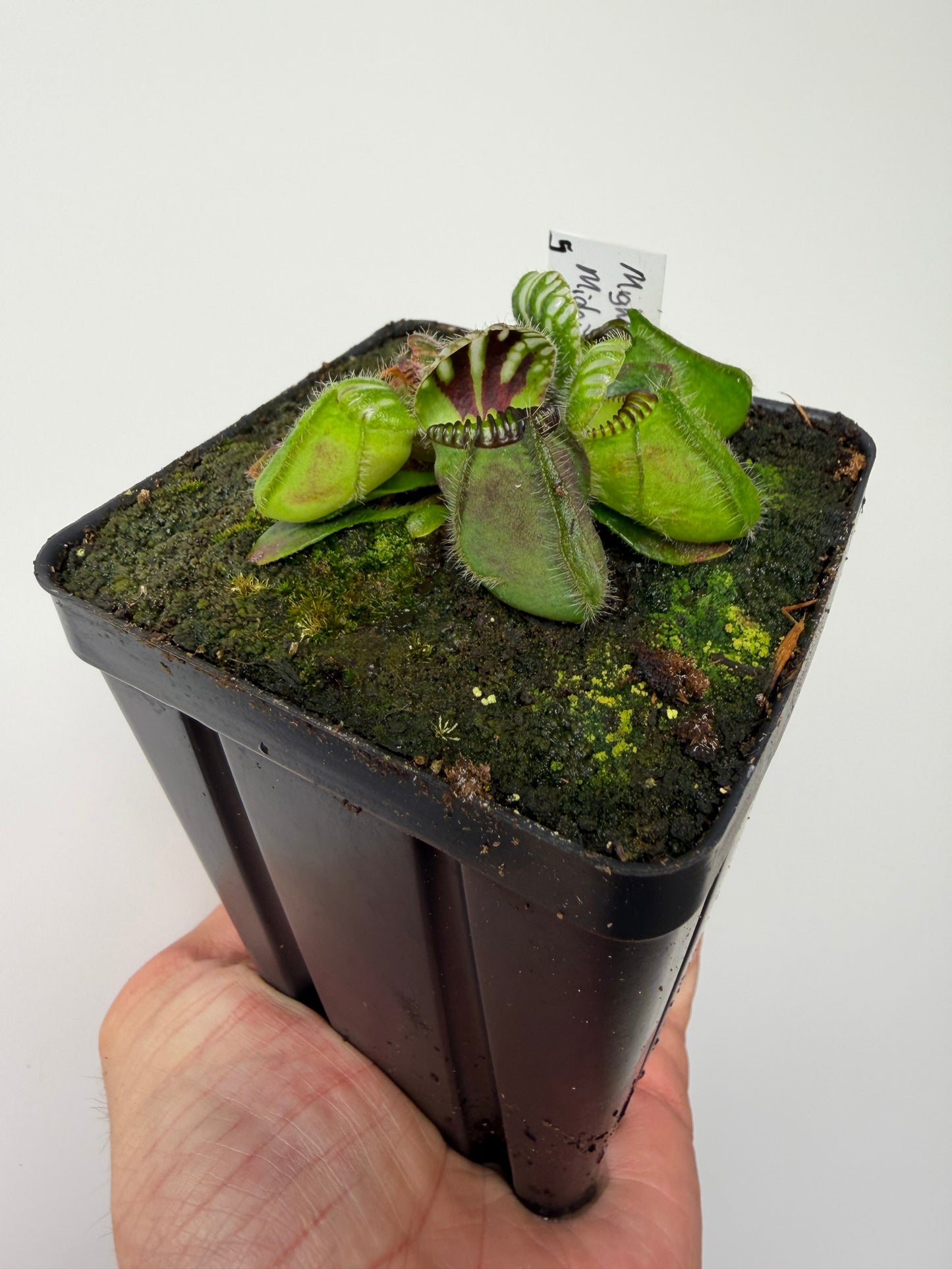 Cephalotus follicularis “Mighty Midget” - *Rare* (5)
