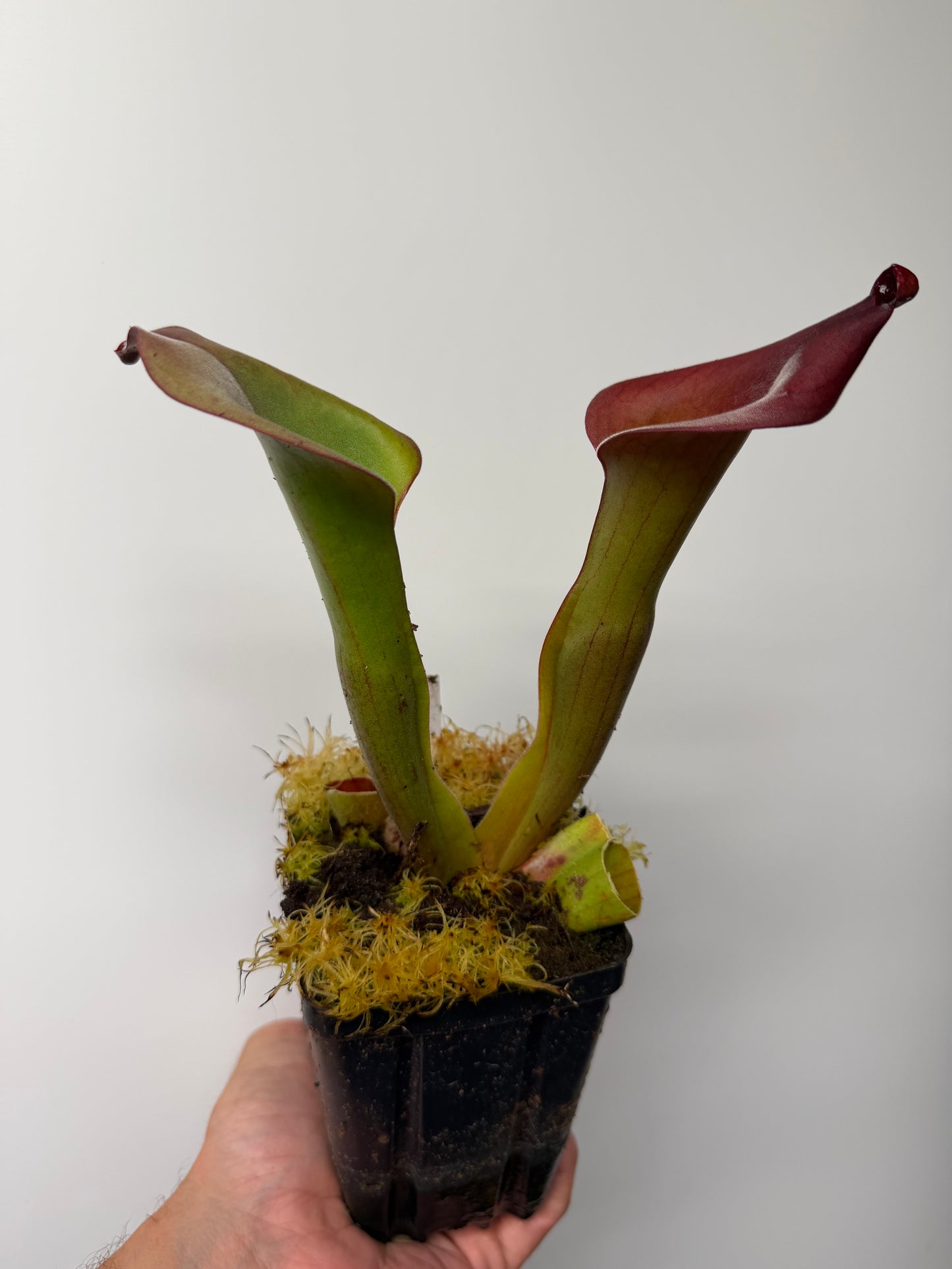 Heliamphora Nutans Giant x (tatei x folliculata) LC1