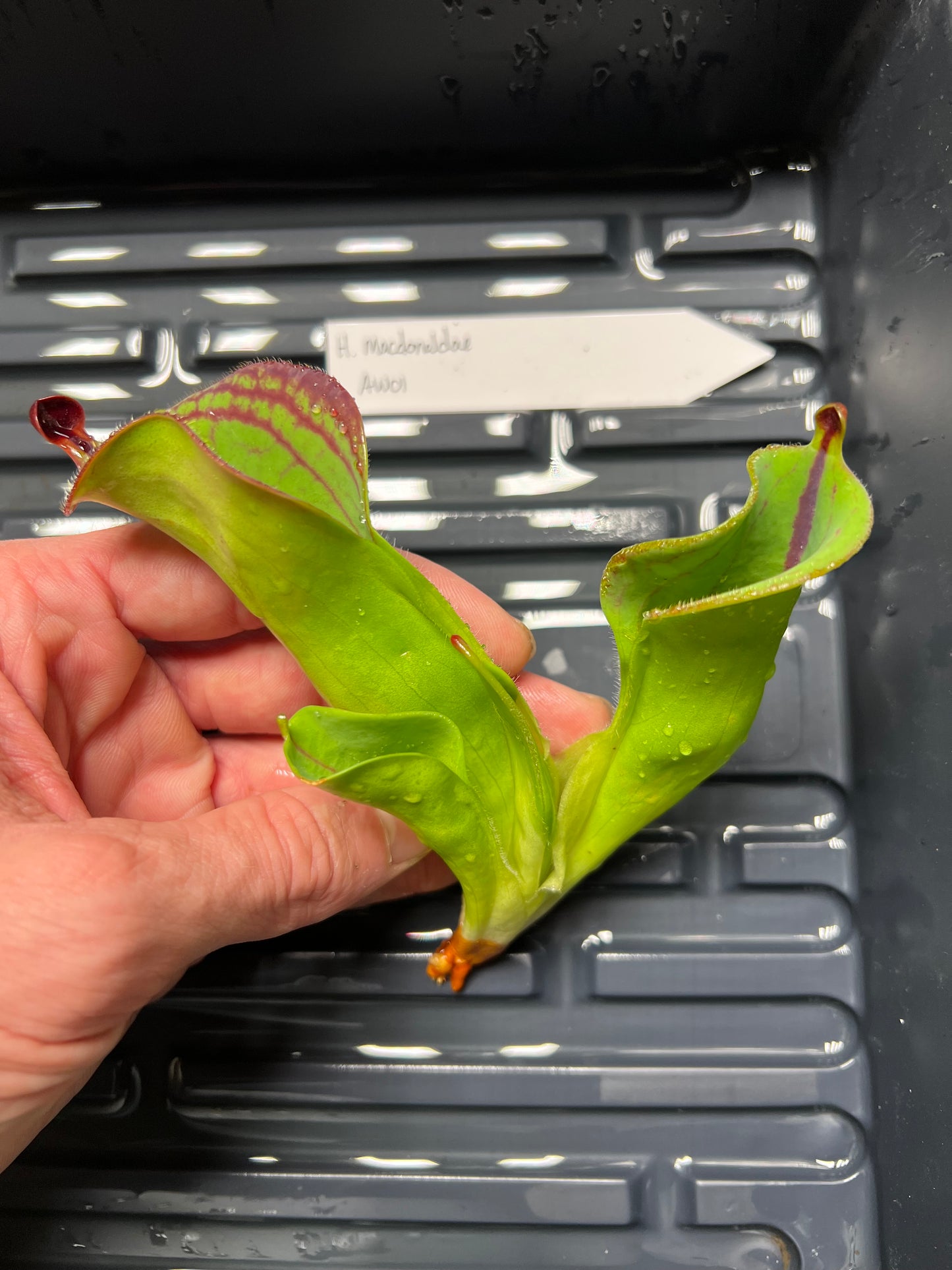 Heliamphora macdonaldae AW01 - Fresh Division - *Rare*