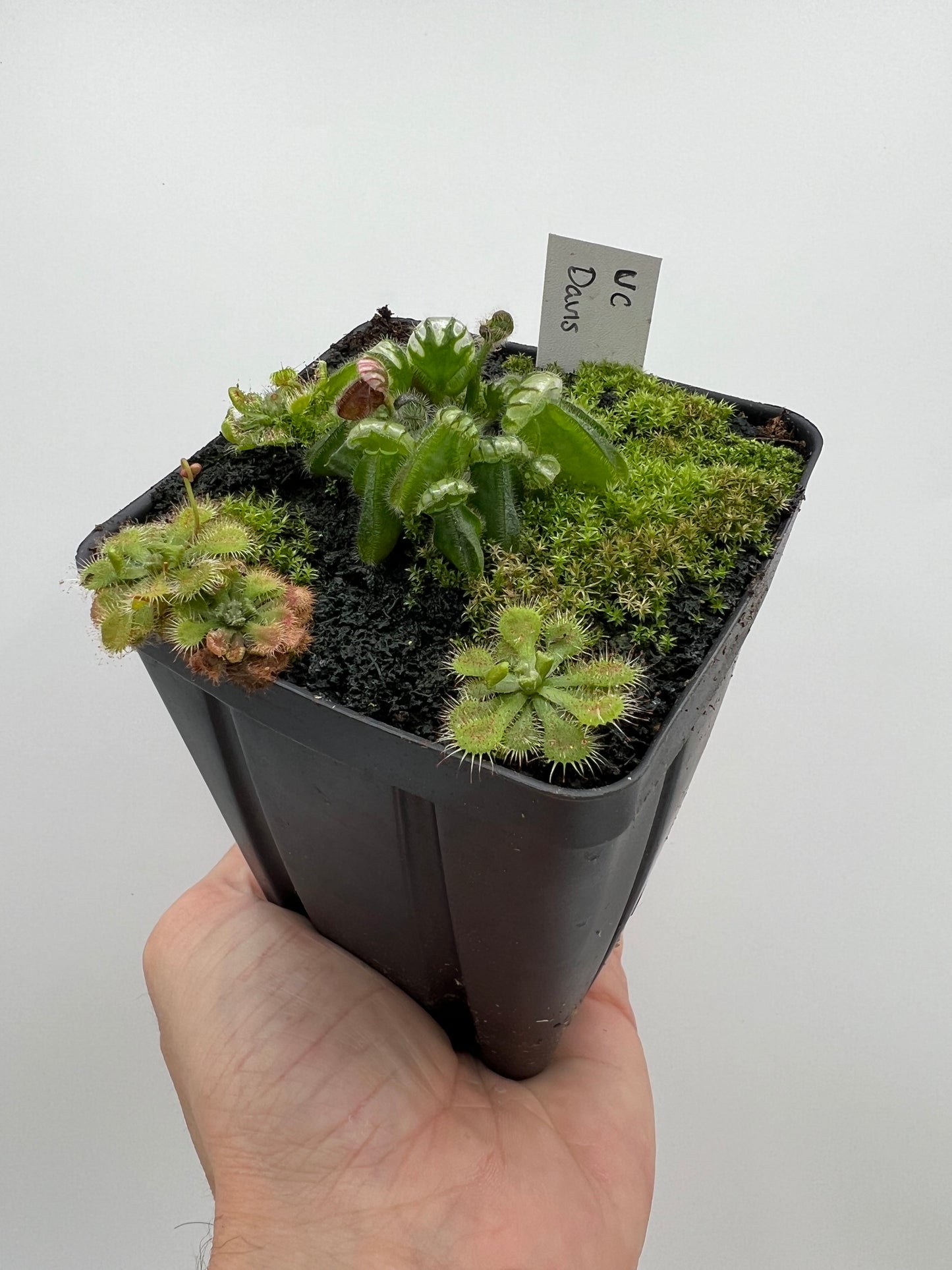 Cephalotus follicularis “UC Davis”