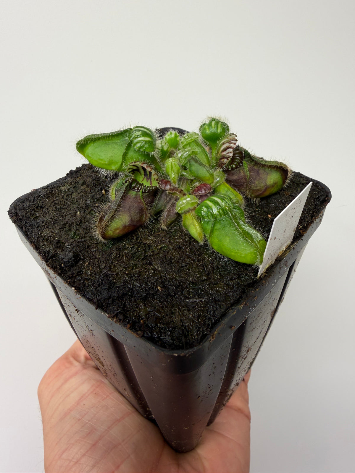 Cephalotus follicularis “Hampshire Red” #9