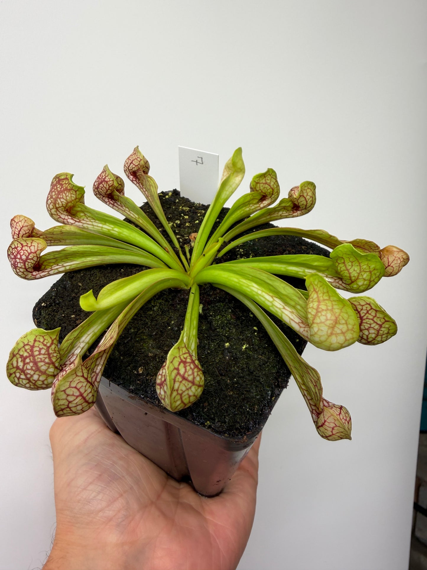 Sarracenia psittacina - “Turkey Hen Creek” - Seed Grown (7)