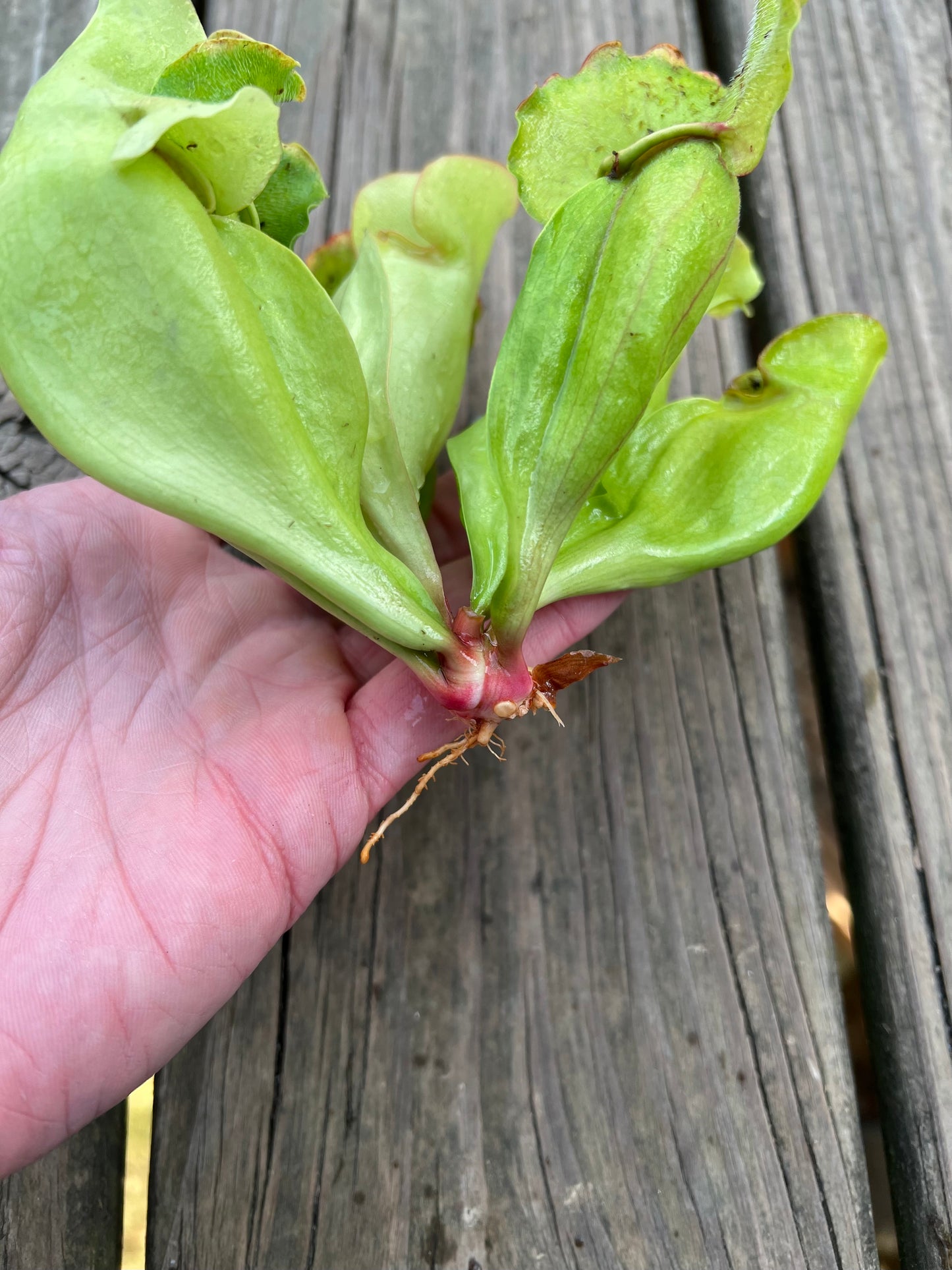 Sarracenia purpurea ssp. venosa “White Ghost” (Araflora) - Fresh Division C