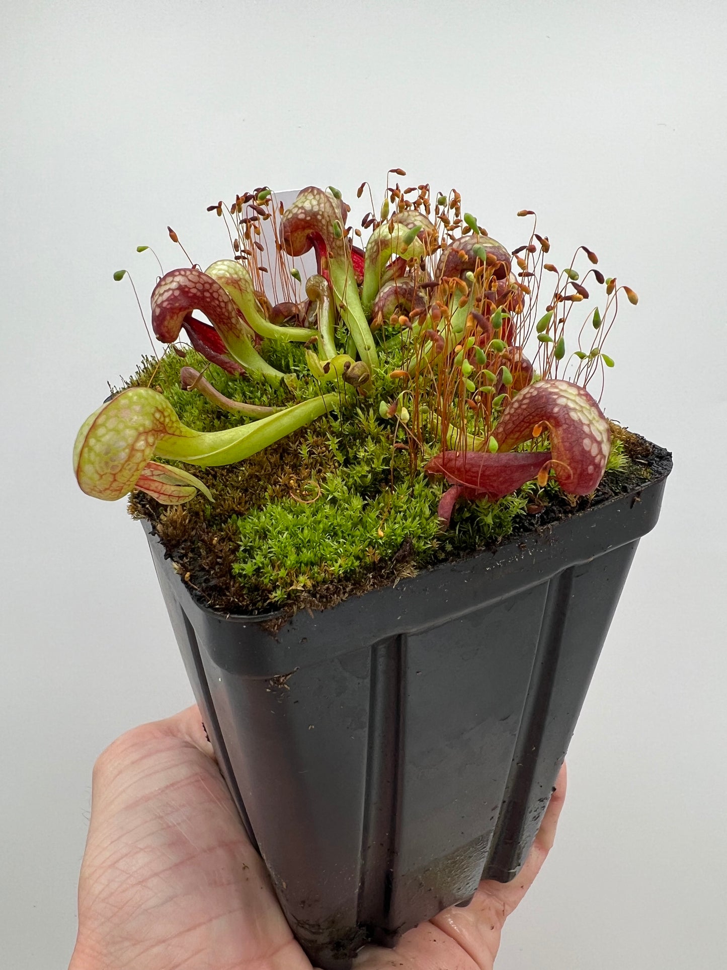 Darlingtonia californica (Cobra Pitcher Plant) - Seed Grown #158