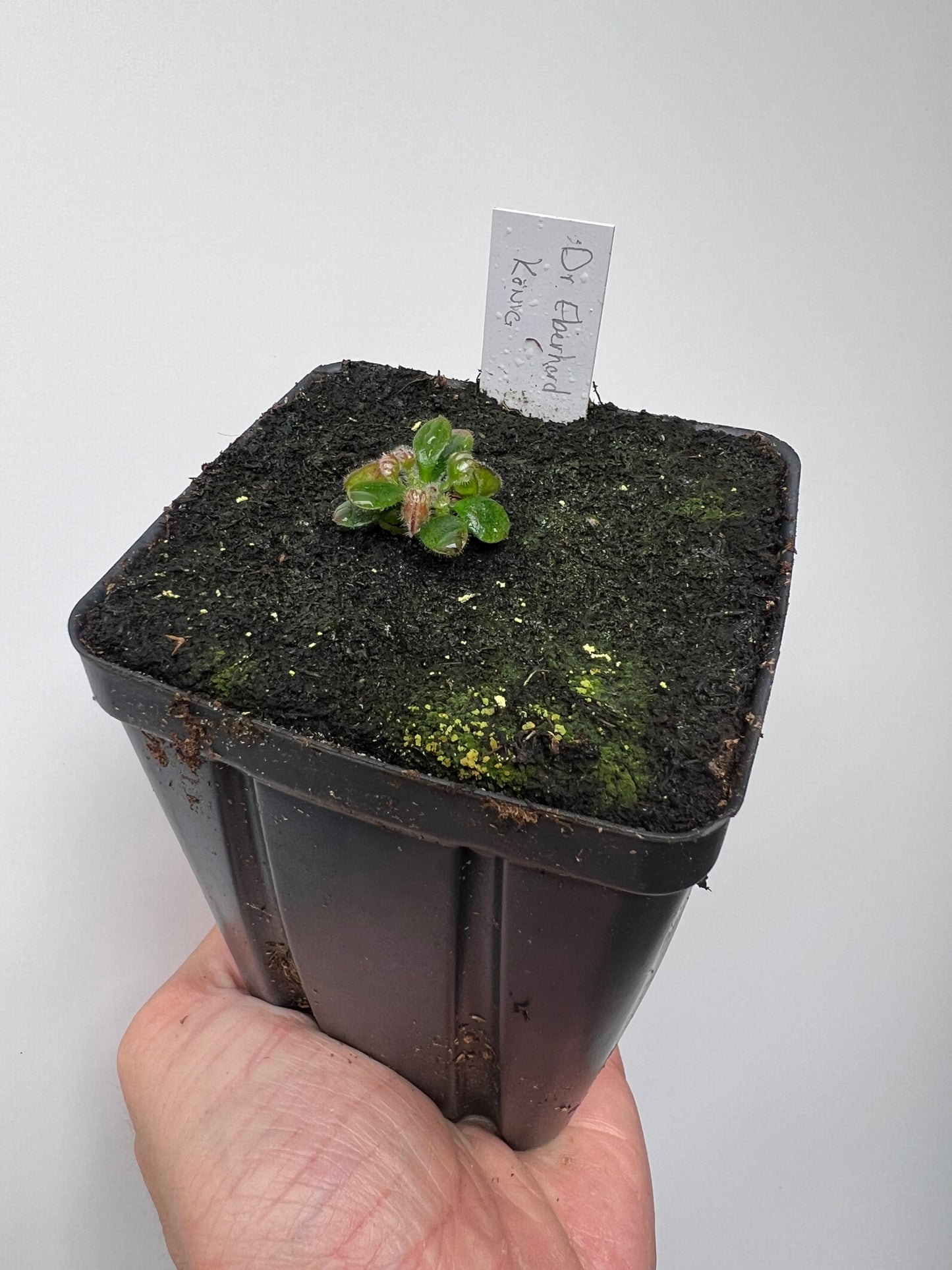 Cephalotus follicularis “Dr. Eberhard König”