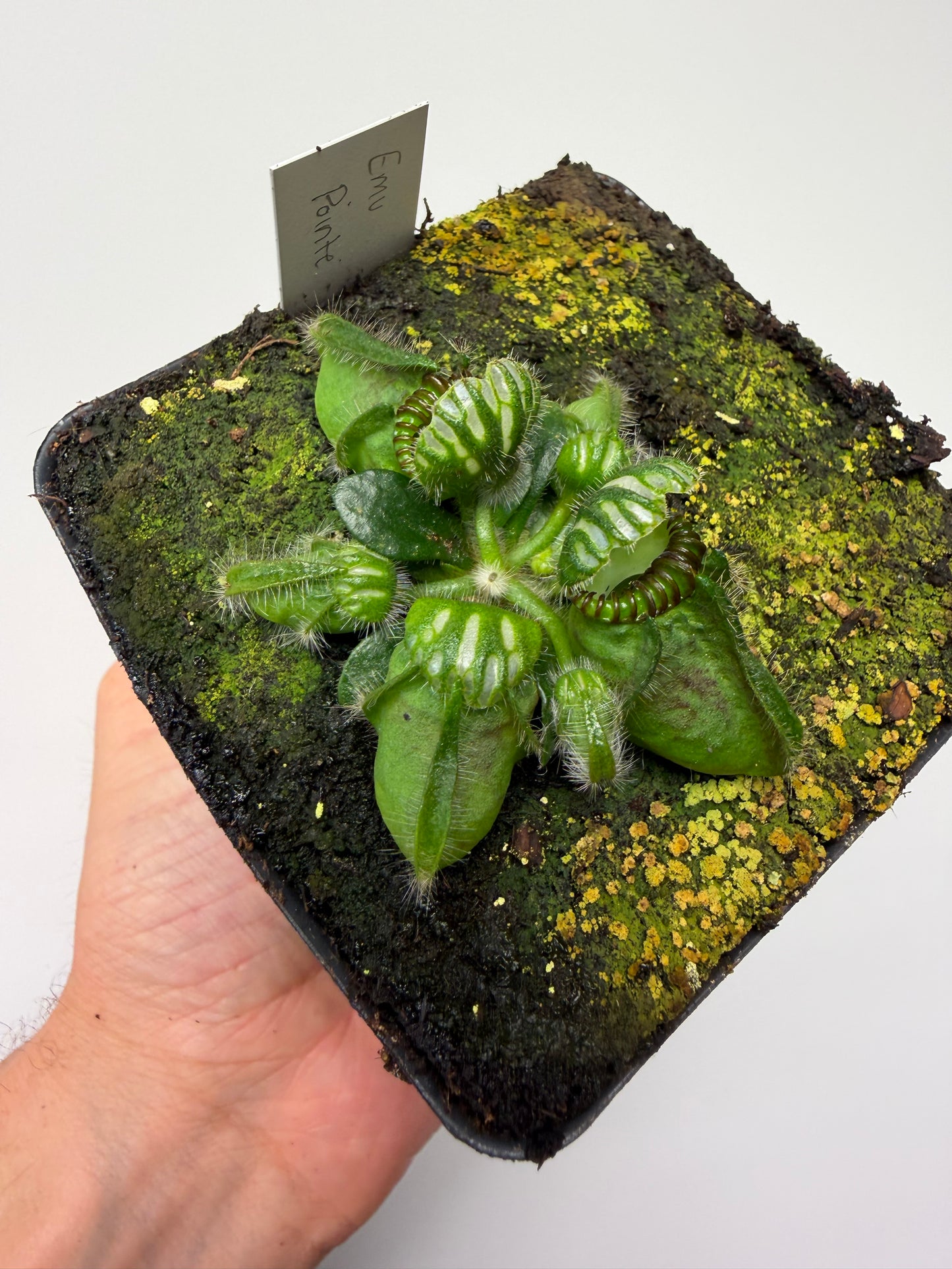 Cephalotus follicularis “Emu Pointe”