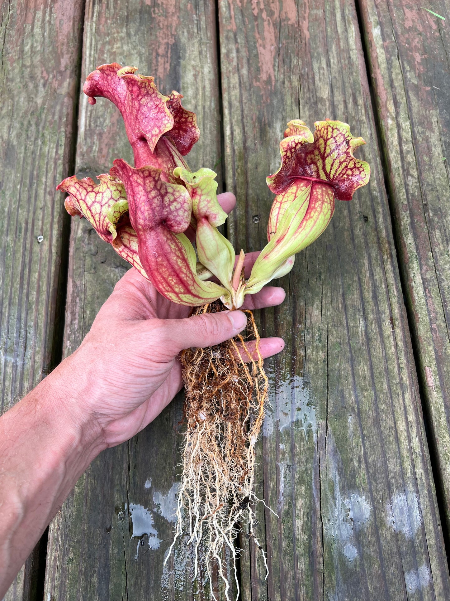 Sarracenia purpurea “Rufflestiltskin”